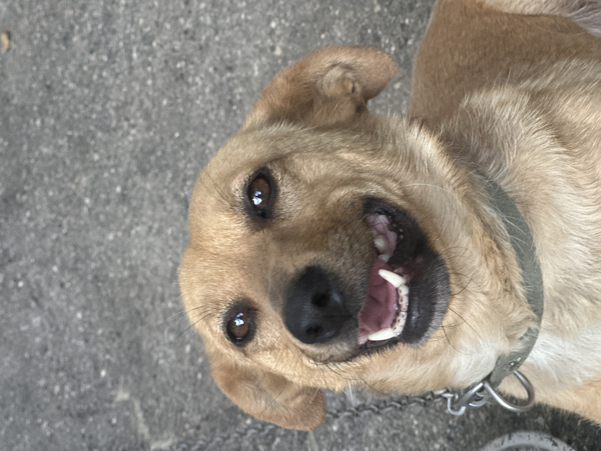 A close-up, low-angle shot shows a tan dog with its mouth open in a wide, toothy grin, appearing to be looking up at the camera. The dog has dark eyes with reflections, and its ears are perked. It is wearing a grey collar with a metal chain attachment. The background consists of a grey, pebbled surface, possibly asphalt or concrete. The scene is outdoors, with no discernible city landmarks or context to place it in Yessentuki, Russia. The lighting is natural, suggesting daylight. There are no people or other animals visible in the frame.