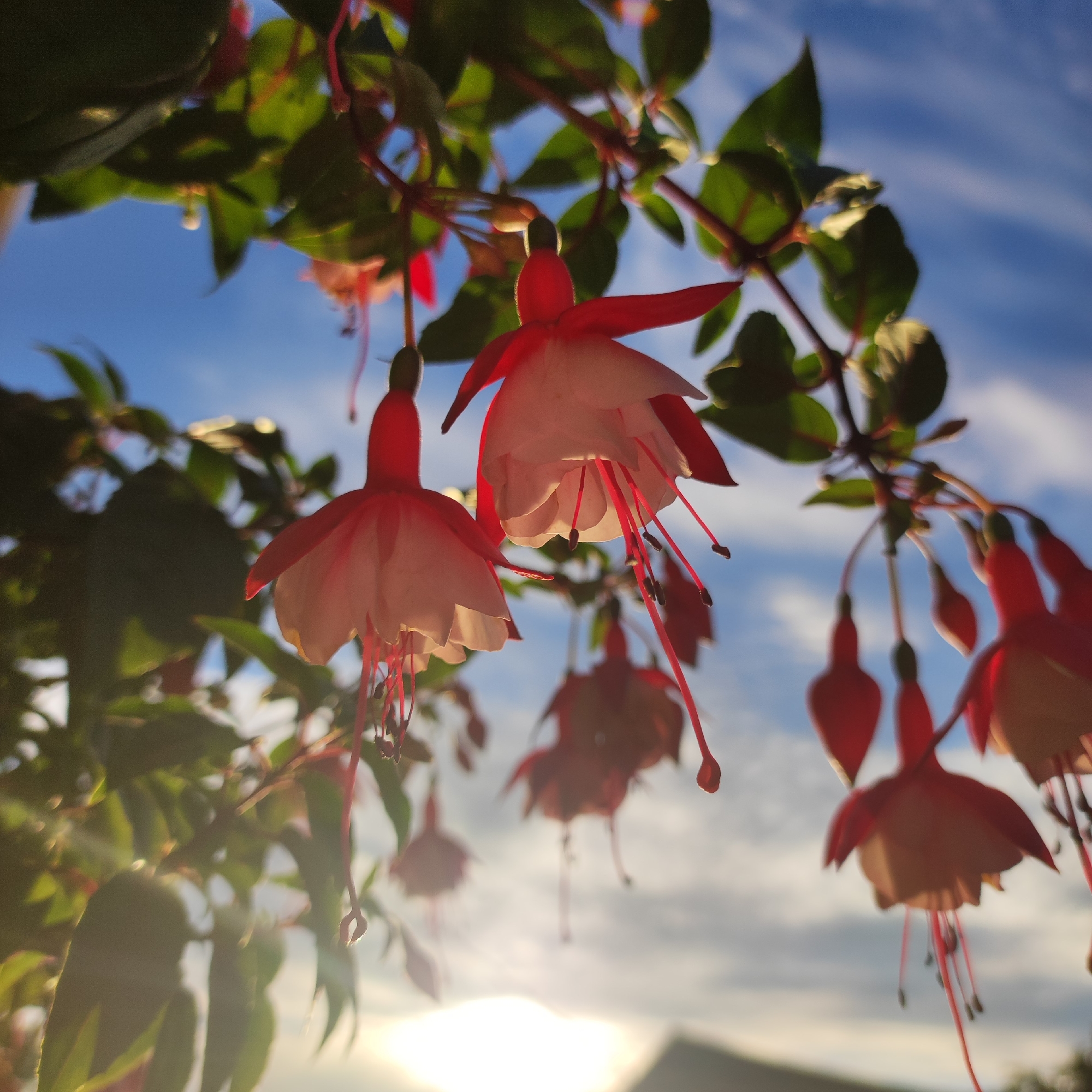 This media file captures a close-up view of fuchsia flowers hanging from a branch. The flowers are predominantly pink and white, with delicate, bell-shaped petals and long, thin stamens. They are viewed from below, against a backdrop of a bright blue sky with scattered white clouds. The sun is low in the sky, casting a warm glow and creating lens flare effects, suggesting it is either sunrise or sunset. Some green leaves are also visible, framing the flowers. The overall mood is serene and natural. No people, text, or specific location cues beyond the general setting of fuchsia plants are present. The location context is given as Navoloki, Russia.