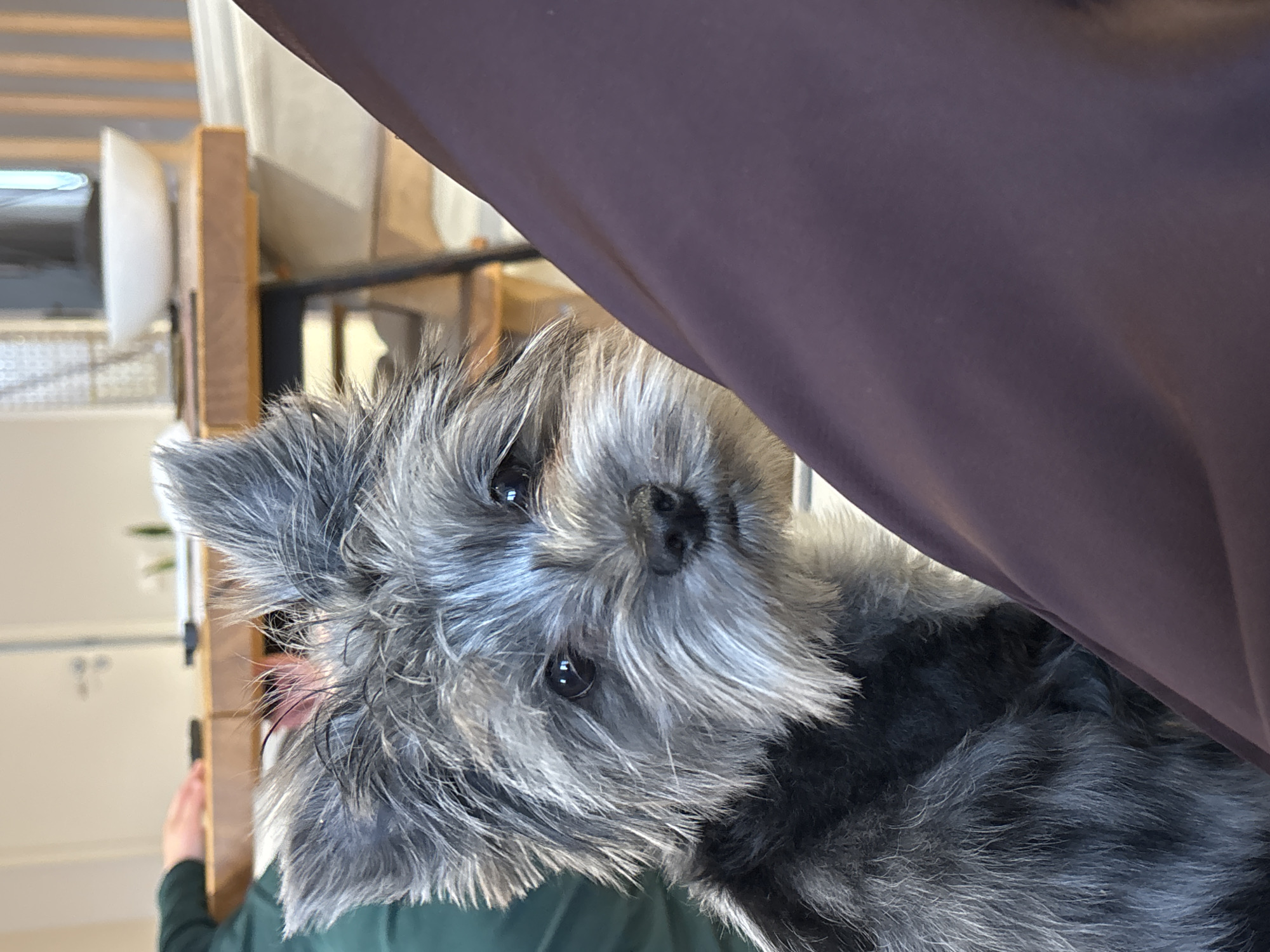 The image displays a small, shaggy-haired terrier-type dog with predominantly grey and black fur, positioned in the foreground and looking directly at the viewer. The dog is situated immediately adjacent to a human leg, which is covered in dark purple fabric. In the blurred background, a light-colored wooden table is visible, featuring a white bowl and other indistinct dark objects. To the left of the table, a human hand, partially obscured, rests on the table surface, revealing a dark green sleeve. The scene is an indoor setting, presumed to be a residence in Chaikovsky, Russia.