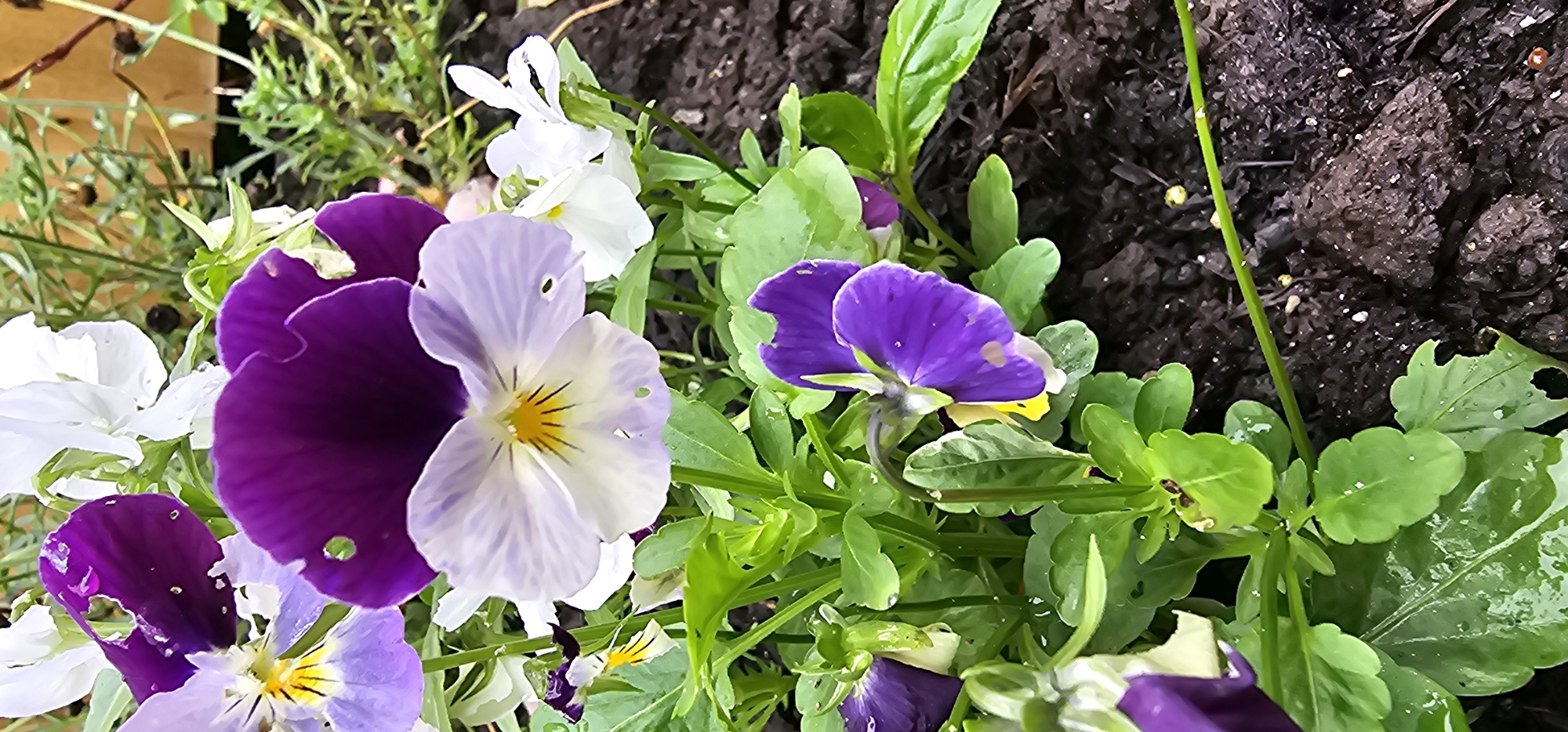 The image shows a close-up view of several pansy flowers in a garden bed. The flowers exhibit a mix of colors, including deep purple, violet, and white, with yellow accents in the centers. Some petals show small perforations, suggesting insect activity. The surrounding foliage is a vibrant green, and the background consists of dark, loamy soil, possibly containing some small white pebbles. The lighting suggests it may be daytime, with the sun casting a soft glow on the petals. There are no people or animals visible in the frame. The image is taken from a slightly elevated angle, looking down into the flower bed.