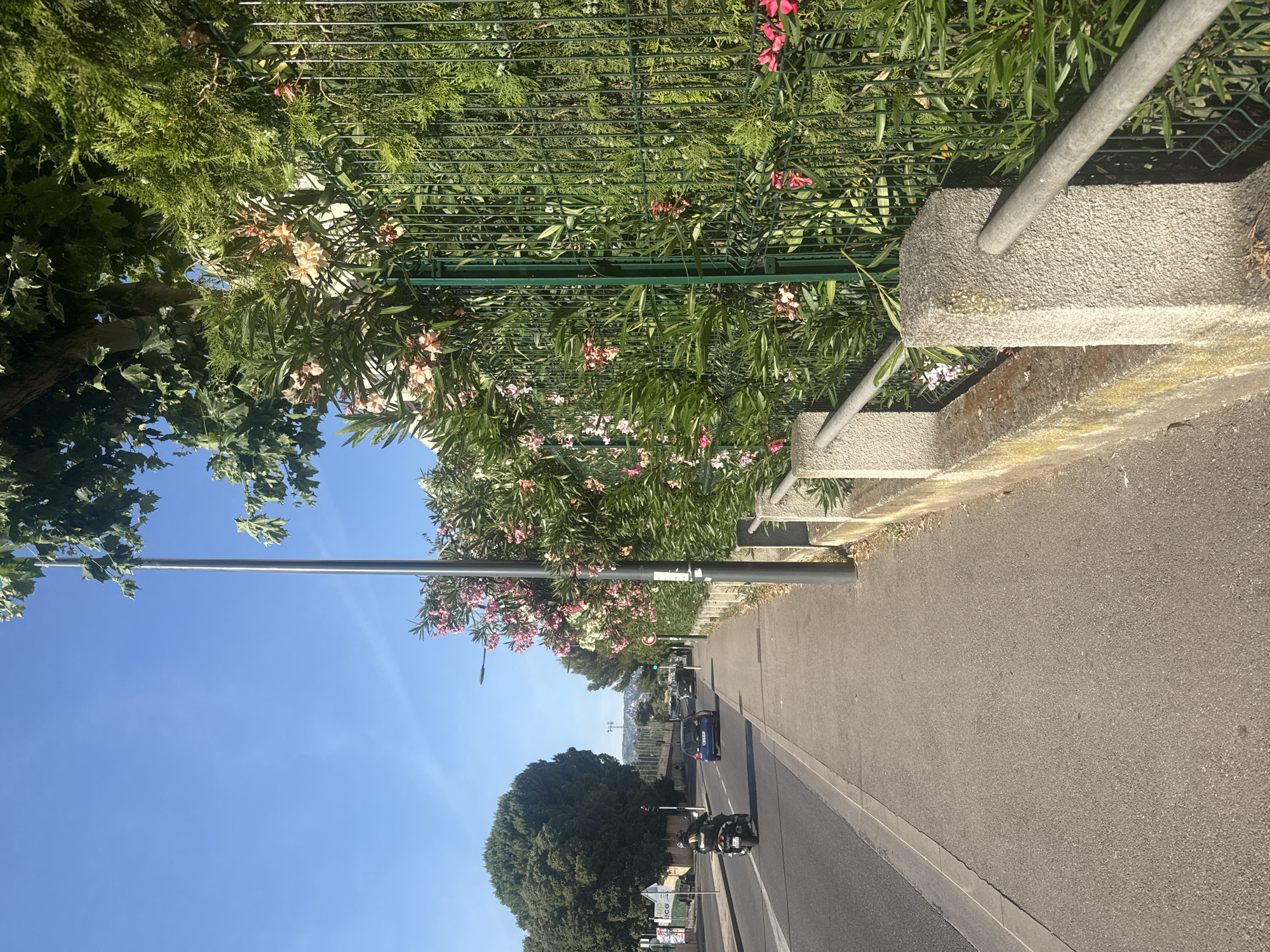 A clear, sunny day with a blue sky is depicted in this street-level, eye-level shot. On the right, a tall green metal fence is covered in lush green foliage and pink and white oleander flowers. A grey metal railing runs along the top of a short concrete wall that separates the sidewalk from the fence. The sidewalk is made of grey asphalt. A tall, thin grey pole, likely a lamppost, stands on the sidewalk next to the fence. To the left of the sidewalk is a two-lane road with grey asphalt. A black motorcycle with a rider wearing a black helmet and jacket is traveling away from the camera in the left lane. A blue car is in the right lane, also traveling away from the camera. Further down the road, other cars are visible. On the far left of the image, large trees with green foliage are visible. The background shows distant hills under the bright blue sky.