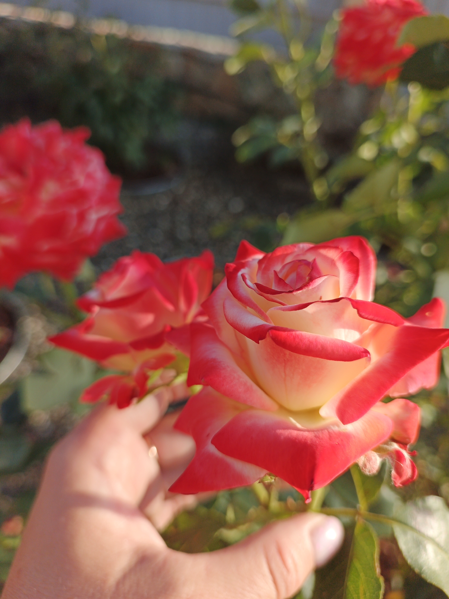 The image depicts a close-up of a two-toned rose, predominantly white with red edges on its petals. The rose is in the foreground and is in focus, with other roses and greenery blurred in the background. A human hand, with a ring on one finger, is visible in the lower left corner, gently touching the petals of the rose. The scene appears to be outdoors, likely in a garden, given the presence of roses and foliage. The lighting suggests it is daytime, possibly late afternoon due to the warm tones. There is no identifiable information to place this image specifically in Repnoe, Russia; the description is based solely on the visual elements present.