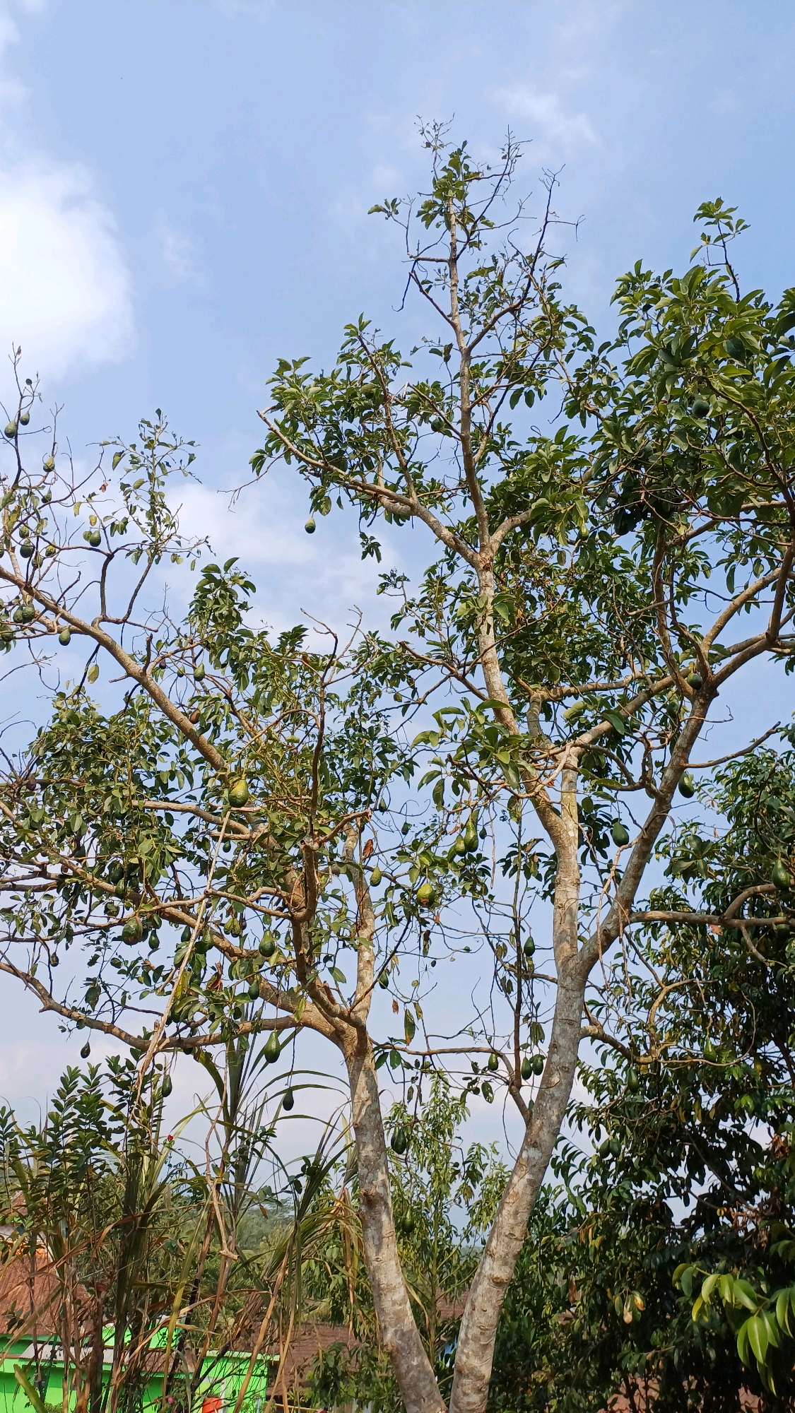 An avocado tree, laden with green fruit, stands tall against a bright blue sky with scattered white clouds. The tree has a thick, rough trunk that splits into multiple branches, some bare and others covered in lush green leaves. The avocados are visible hanging from the branches, some in clusters and others individually. In the background, other trees and vegetation can be seen, as well as a glimpse of a green building and terracotta-colored rooftops, suggesting a rural or semi-rural setting in Pringsurat, Indonesia. The image captures a natural scene with the bounty of the avocado harvest evident.