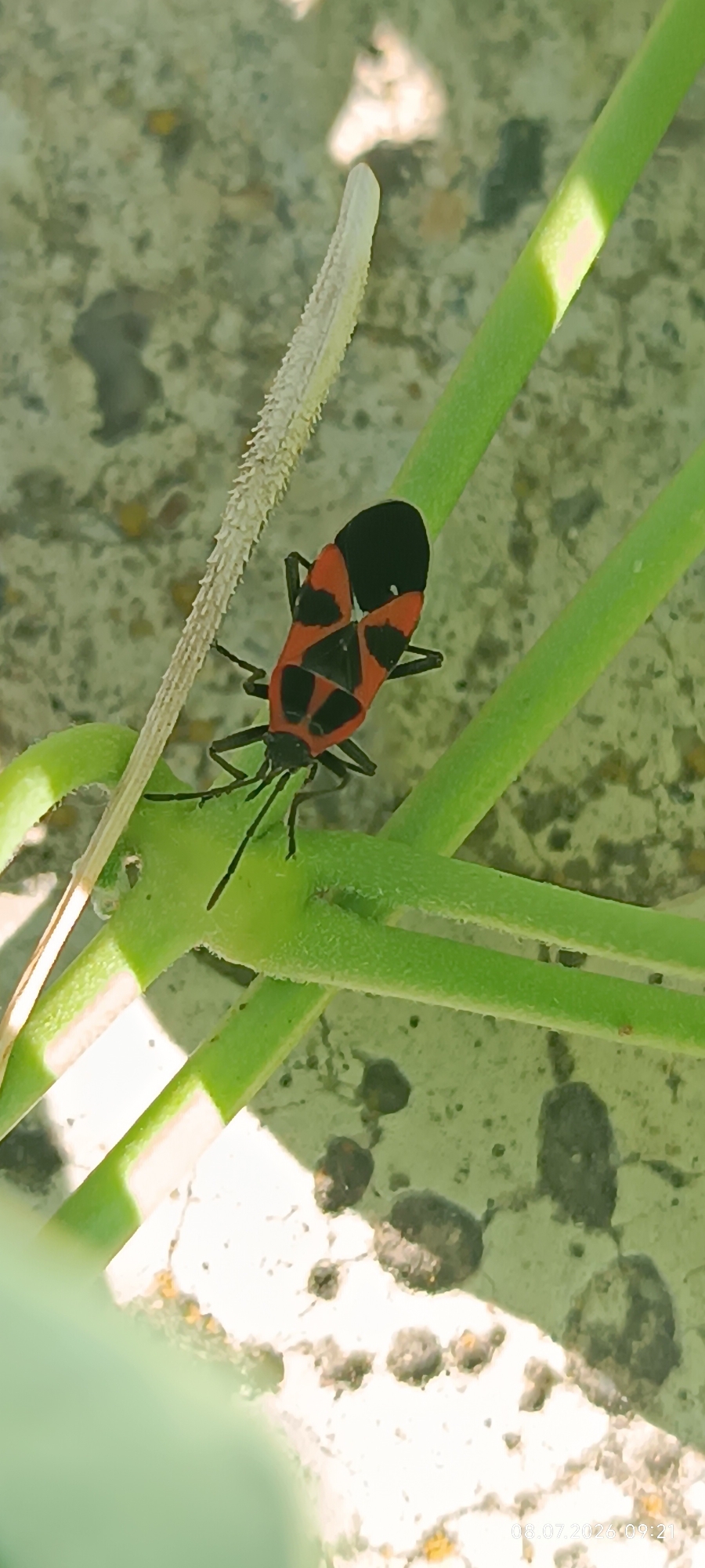 A close-up, high-angle shot captures a red and black true bug resting on a green plant stem. The bug is oriented head-down on the stem. The background is a blurred mix of light-colored, textured ground with dark pebbles. The image appears to have been taken outdoors, with bright lighting suggesting daytime. The timestamp "08.07.2026 09:21" is visible in the lower right corner. There is no indication of the specific location within the city of Reni, Ukraine.