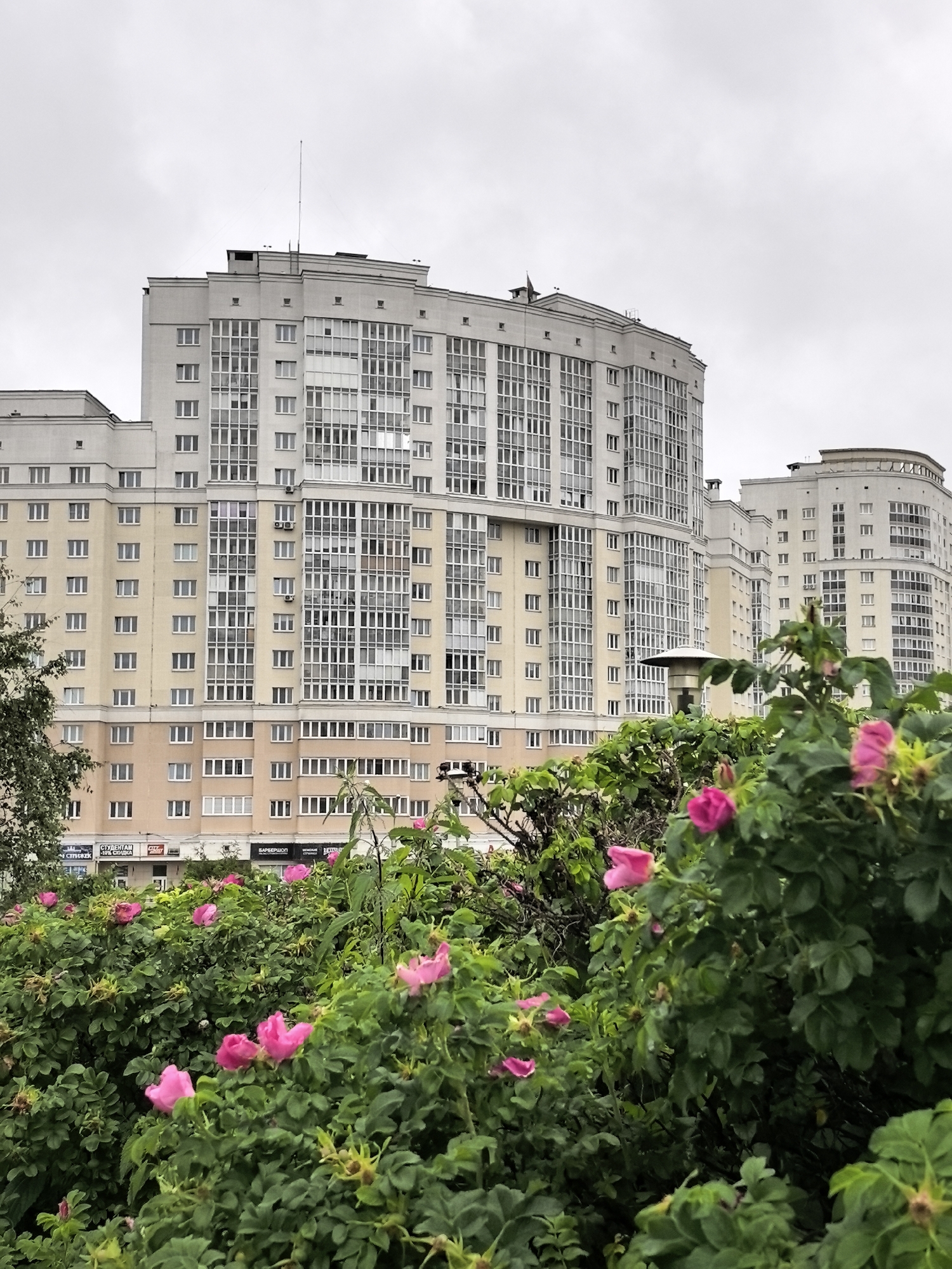 A low-angle shot captures a cluster of pink wild roses in the foreground, their blooms and green foliage dominating the lower half of the frame. Behind the roses, a modern apartment building with a cream and pale yellow facade rises several stories high. The building features numerous windows, many with balconies, and a curved section on the right. The sky above is overcast, casting a muted light on the scene. In the far distance, another, taller apartment building is visible, also with a light-colored facade and a multitude of windows. Signs are visible on the lower level of the nearer apartment building, including one with Cyrillic lettering that reads "СТУДЕНТАМ." The overall atmosphere is subdued, with a sense of urban nature juxtaposed against residential architecture.