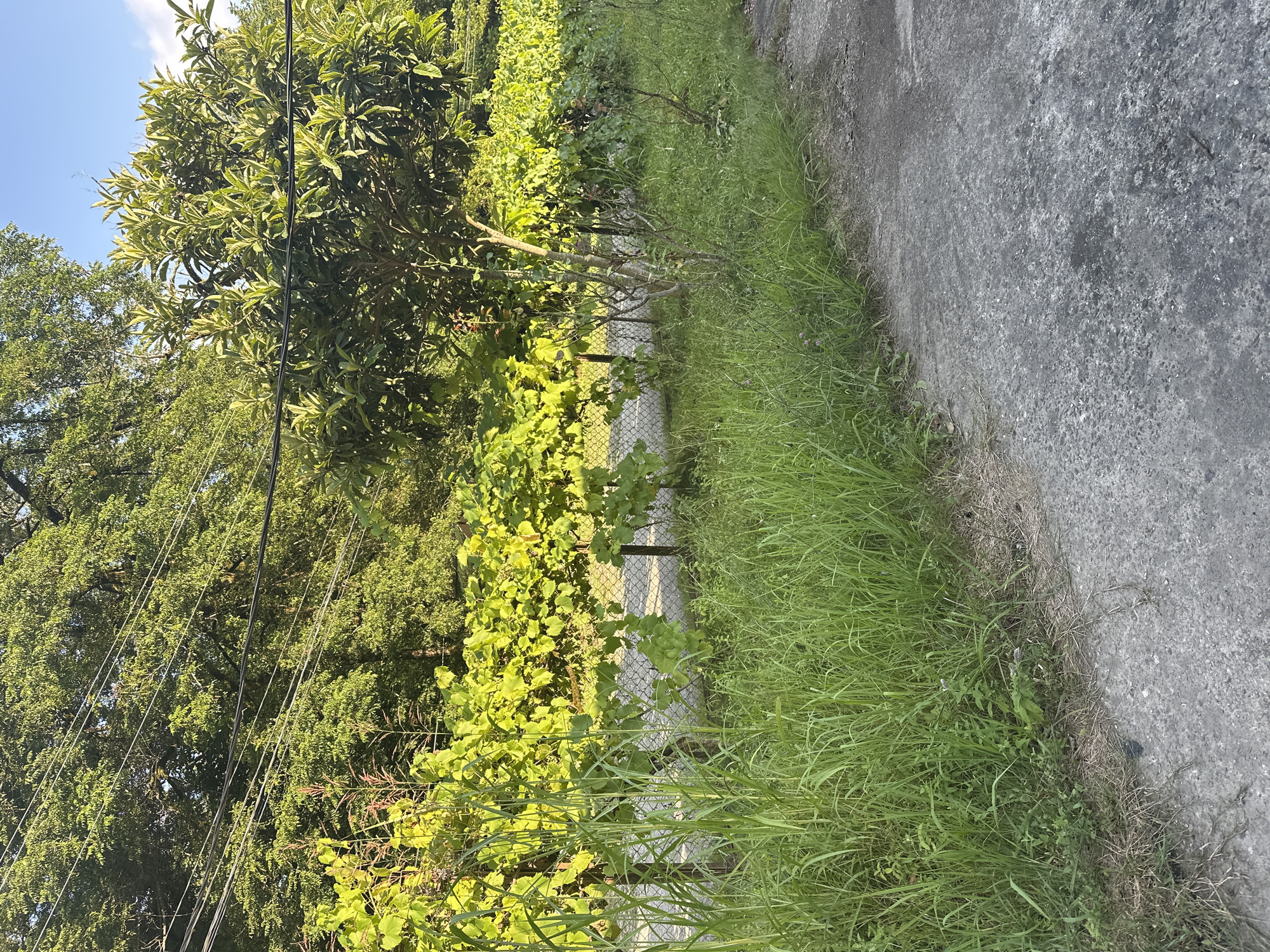 The image depicts an outdoor scene in the city of Bol'shoi Kichmai, Russia. In the foreground, a paved path runs along the right edge of the frame, bordered by a dense growth of tall, vibrant green grass. Beyond the grass, a chain-link fence supports a lush canopy of grapevines, their leaves illuminated by sunlight. In the middle ground, a young tree with a thin trunk and sparse branches stands to the right of the grapevines. Behind the fence and vines, a backdrop of mature trees with dense green foliage stretches across the horizon, partially obscured by overhead power lines. The sky above is a clear blue with a few scattered white clouds. The overall impression is one of a natural, overgrown area adjacent to a pathway.