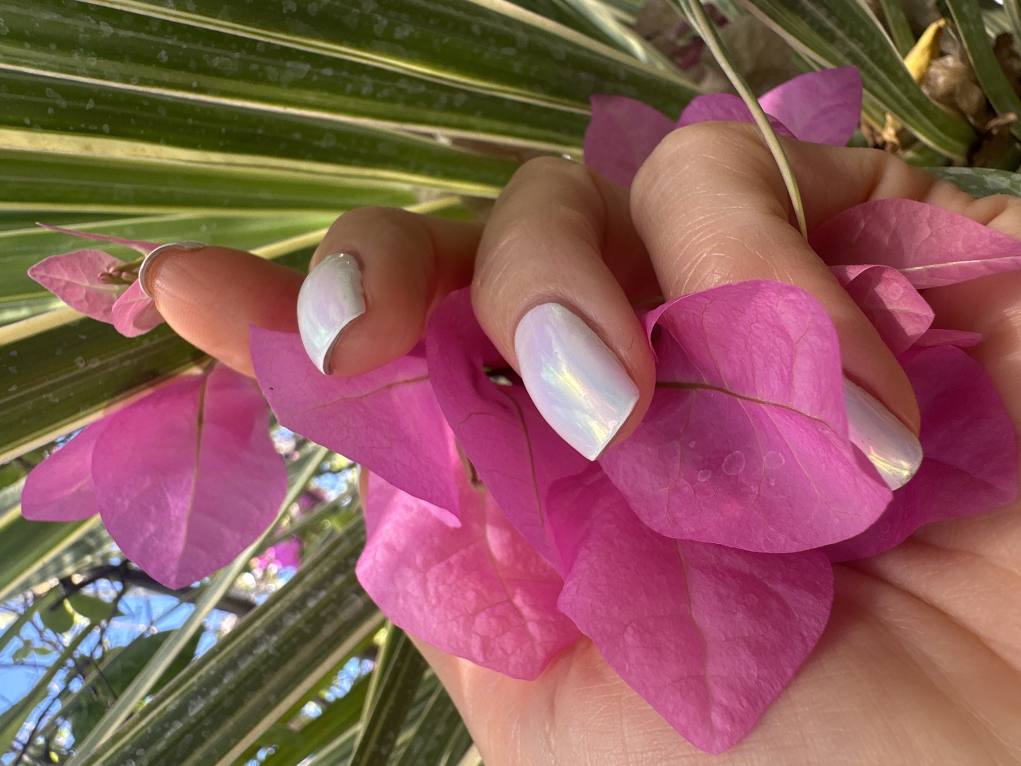 A close-up shot captures a person's hand holding vibrant pink bougainvillea petals. The hand is positioned in the center of the frame, with several fingers gently cupping the delicate flowers. The nails are painted with a pearlescent, iridescent polish that shimmers with hints of pink and white. Behind the hand and flowers, a variegated plant with long, green and white striped leaves is visible, adding a contrasting texture and color to the scene. The background is softly blurred, suggesting an outdoor setting with hints of sunlight filtering through. The sky is visible in the upper left corner, appearing a bright blue. The image is sharp and detailed, highlighting the textures of the petals, the skin of the hand, and the leaves of the plant.