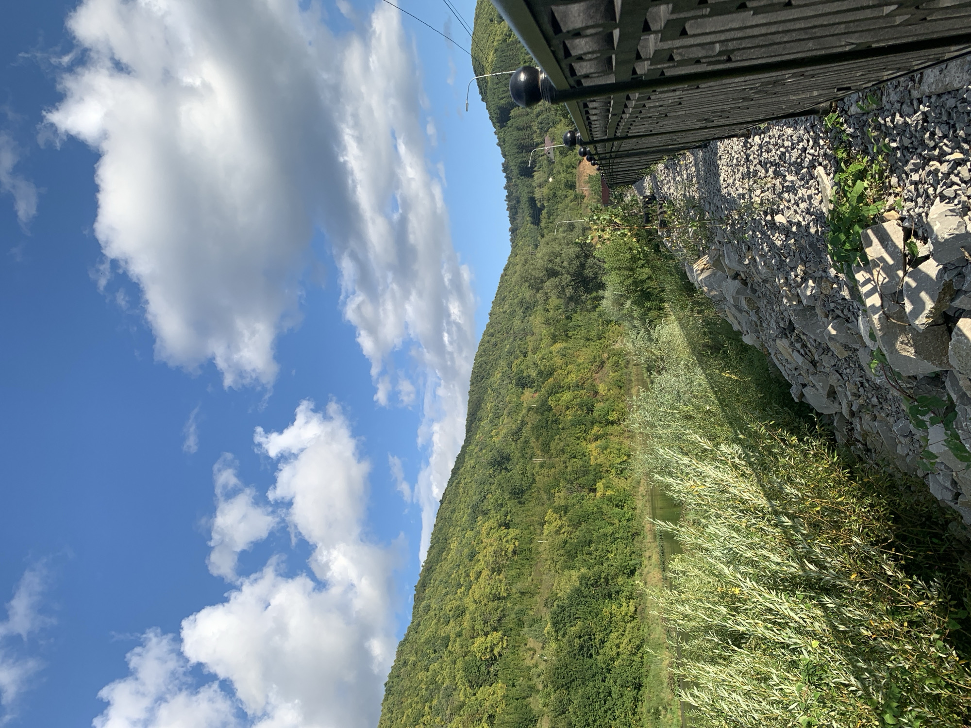 The image depicts a scenic view of a riverbank and a forested hillside under a partly cloudy blue sky. In the foreground, a black metal fence runs along the right side of the frame, separating a gravel path from the natural landscape. The path is strewn with rocks and sparse vegetation. To the left of the path, lush green bushes and trees grow along the riverbank. A calm body of water, presumably a river, is visible in the middle ground, reflecting the surrounding greenery and sky. The background is dominated by a rolling hillside covered in dense green trees, with hints of yellow and lighter green foliage suggesting the changing seasons. The sky above is a vibrant blue, dotted with fluffy white clouds. Streetlights are visible in the distance, along with some buildings partially obscured by trees, suggesting the presence of a nearby settlement. This scene is located in the city of Asha, Russia, known for its natural beauty and forested areas.