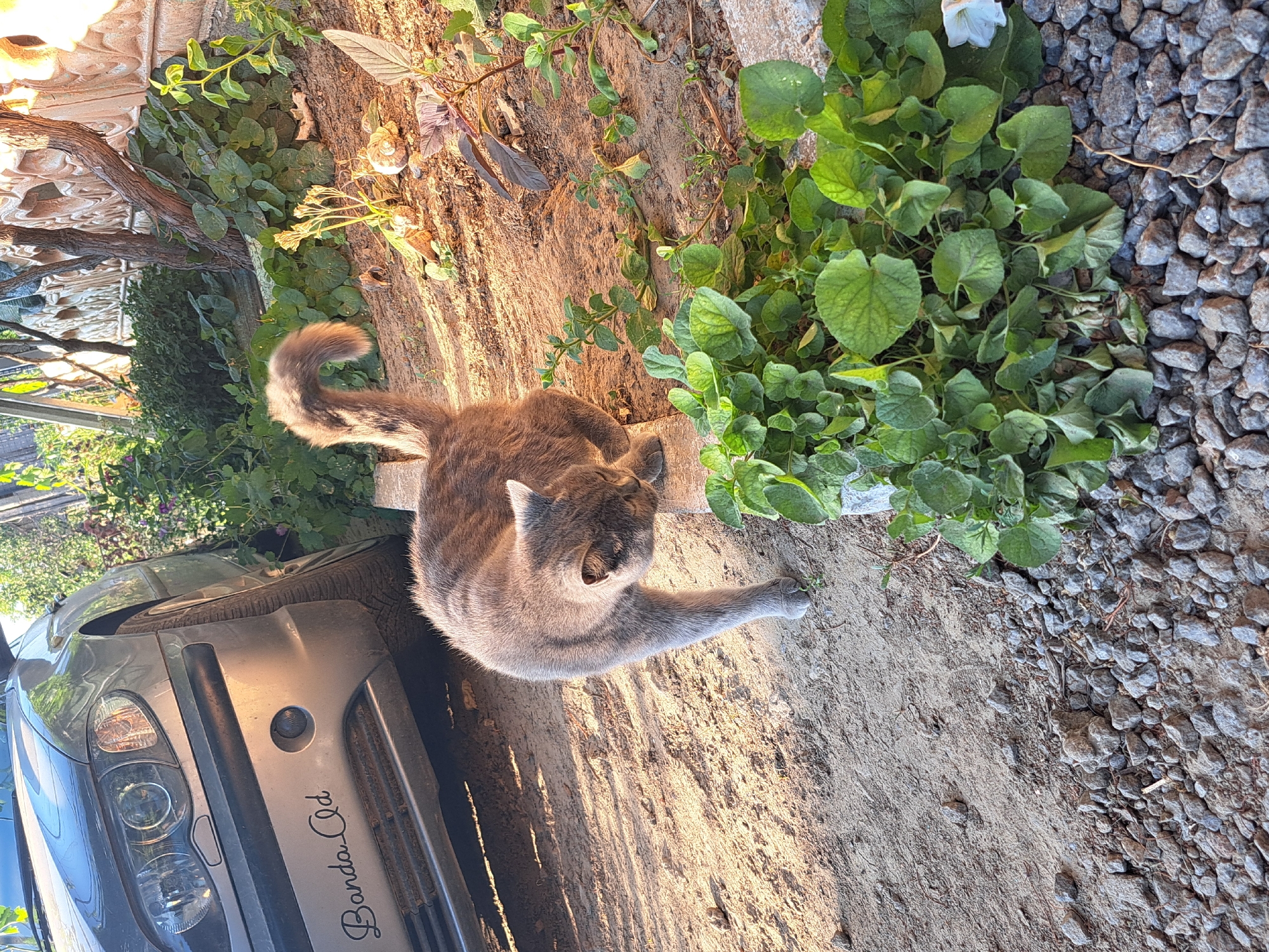 In Vypasne, Ukraine, a grey cat with fluffy fur stands on a gravel and dirt ground. The cat is in the middle of the frame, facing towards the right with its head lowered. Behind the cat, a grey car is partially visible on the left side of the image. Green plants and foliage are scattered throughout the scene, with some leaves appearing wilted. A decorative wall with a textured pattern is visible in the background. The lighting suggests it is daytime, with shadows cast by the car and plants. The ground is a mixture of dirt, sand, and small grey stones.