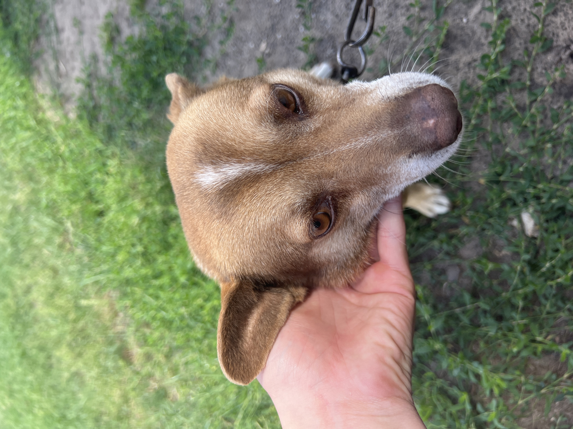 In Sobishchytsi, Ukraine, a close-up shot focuses on the head of a small, tan dog being gently petted by a person's hand. The dog's ears are held by the hand, and its brown eyes look towards the camera. The dog has a white stripe running down its forehead. The background consists of green grass and a dirt path. A metal chain leash is visible to the right of the dog.