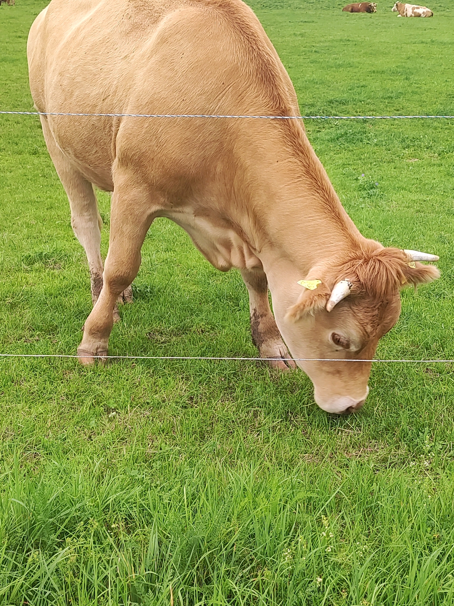 A light brown cow is grazing in a grassy field in Burgoberbach, Germany. The cow is positioned in the foreground, facing downwards towards the grass. It has short, light brown fur and small horns. There is a yellow tag on its ear and another on its head. A thin wire fence runs horizontally across the image in front of the cow. In the background, a few other cows are lying down in the field. The environment is a green meadow under natural lighting.
