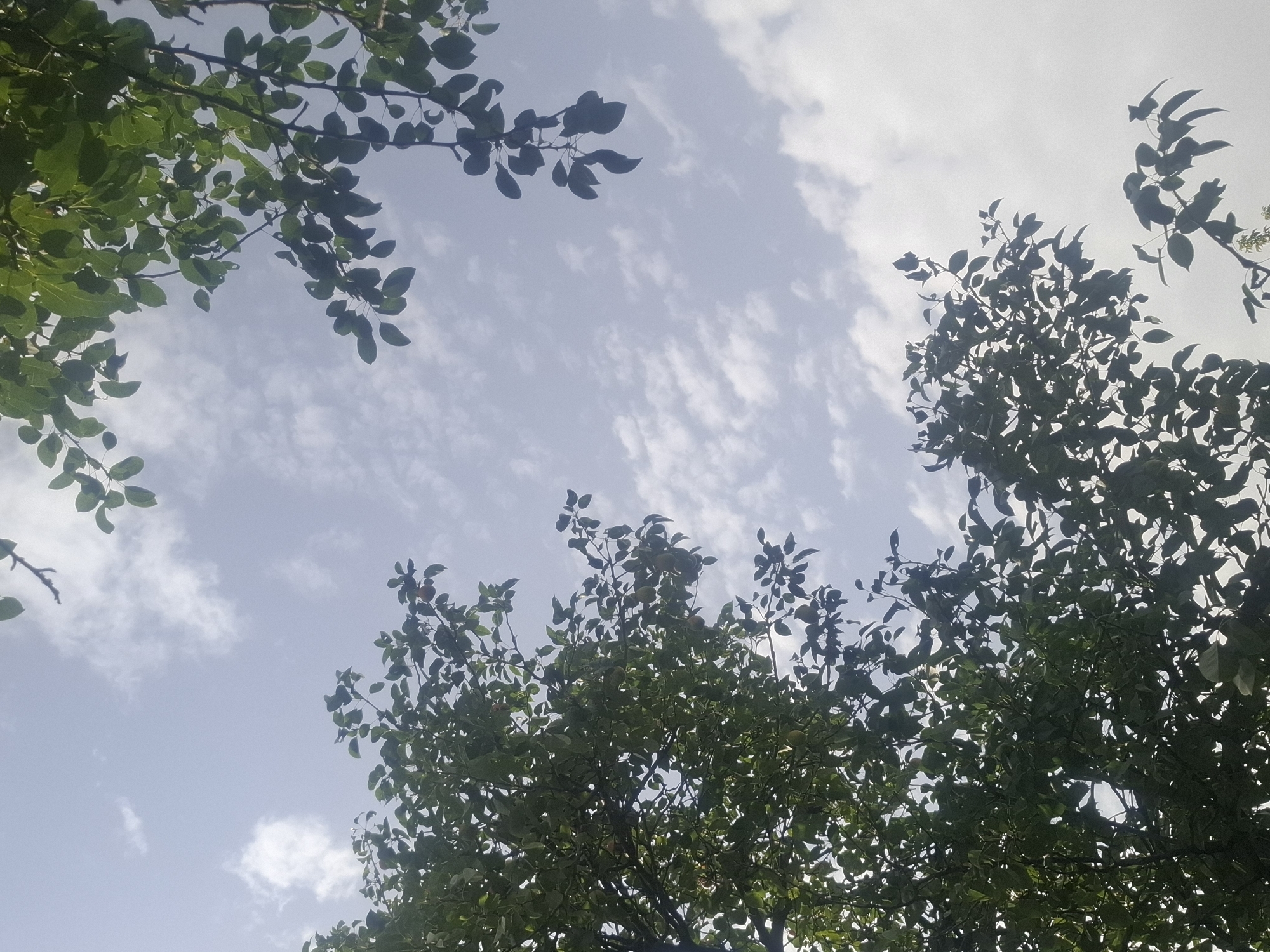 A low-angle shot captures a sky filled with scattered, wispy clouds. Lush green foliage from trees frames the top and left portions of the image, with branches and leaves creating a natural canopy against the bright sky. Some of the leaves appear to be part of a fruit-bearing tree, with small, light-colored fruits visible amidst the greenery in the lower left section. The lighting suggests it is daytime, possibly late morning or early afternoon. The scene appears to be outdoors in a park or residential area, consistent with locations in Almaty, Kazakhstan, where such trees and skies are common. There are no people or animals visible in the frame.