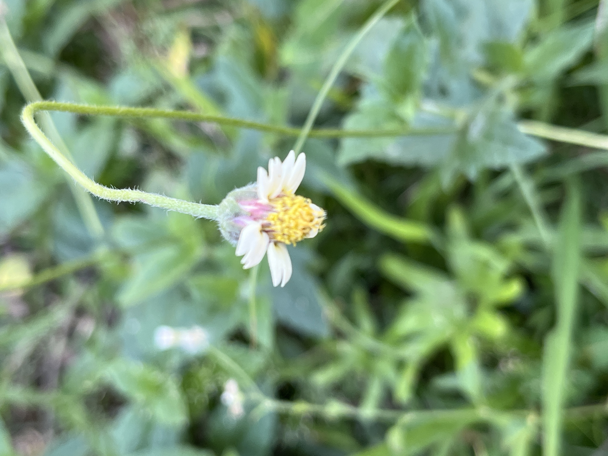 In Legonipah, Indonesia, a close-up, eye-level shot captures a small, white-petaled flower with a yellow center, drooping from its stem. The flower is the primary subject, with its delicate petals slightly curled and its center a vibrant yellow. The background is a soft blur of green foliage, suggesting an outdoor environment, likely a garden or natural landscape. The lighting appears natural, with the flower well-lit. The scene is static, with no visible action or human presence.