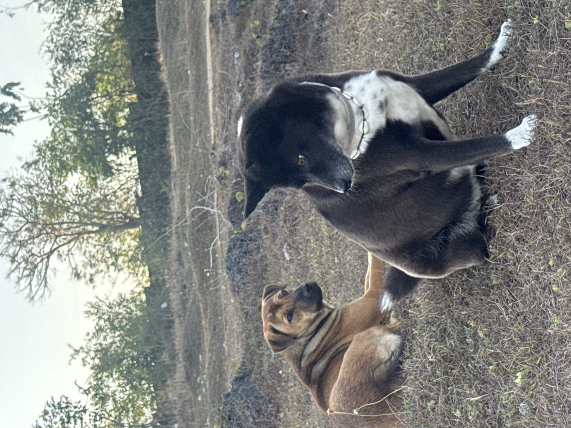 Two dogs are sitting in dry grass in an outdoor environment. The dog on the left is a light brown mixed breed with dark brown markings and is lying down. The dog on the right is a black and white mixed breed, sitting up, and wearing a necklace made of shells. The background consists of dry vegetation and trees under a bright, overcast sky. The scene appears to be in Kuta Selatan, Indonesia, a coastal area known for its beaches and tourist resorts, however the specific location depicted is a undeveloped grassy area, not a beach.