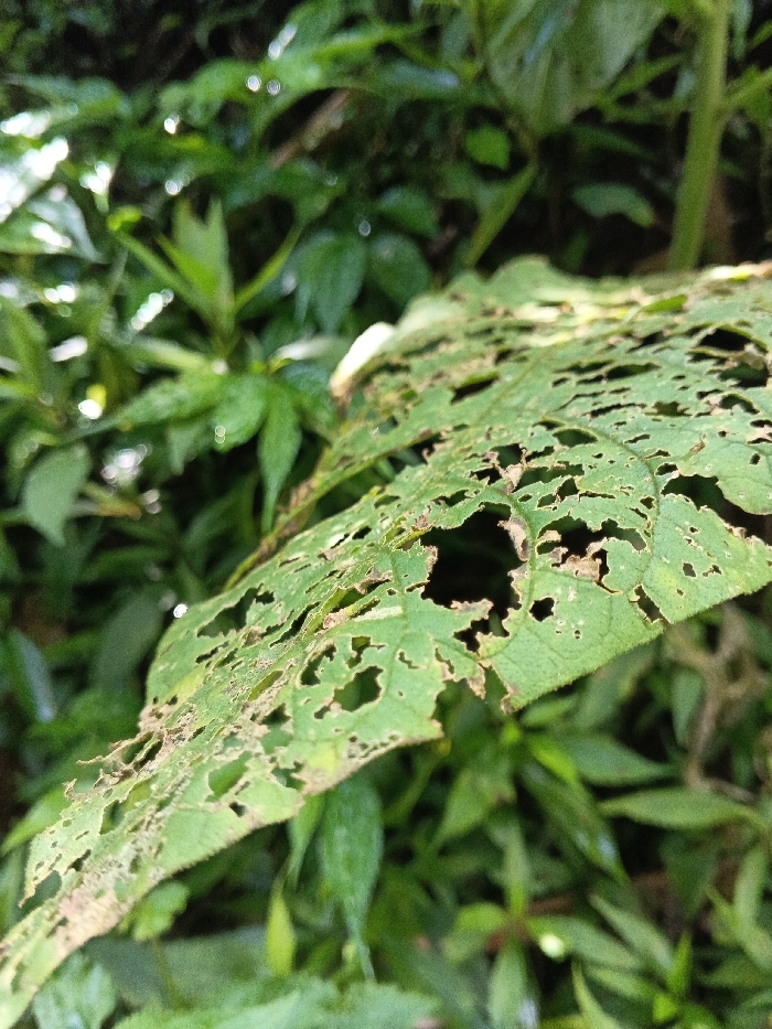 A close-up image depicts a single, heavily damaged green leaf in Mengzi City, China. The leaf, positioned in the foreground and occupying the central-right portion of the frame, exhibits numerous irregular perforations and eaten-away sections across its surface, indicative of insect or pest activity. The edges of these holes show slight browning. The leaf's color is a medium to light green, with visible veins. The background consists of out-of-focus, dense green foliage, suggesting a natural, vegetated environment such as a garden or wilderness area. Natural daylight illuminates the scene, creating soft highlights and shadows. No people, animals, or man-made objects are visible.