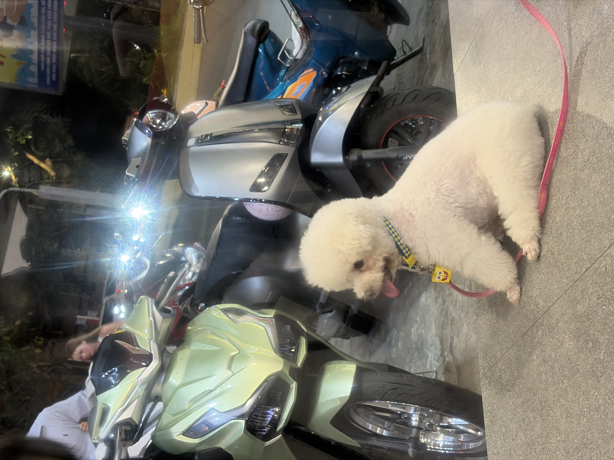 The image captures a nighttime urban scene in Hội An Ward, Vietnam, featuring several parked motorbikes and a small white dog. The bright, active headlights of the scooters strongly suggest it is dark outside.
In the foreground, a fluffy white dog, possibly a Poodle or Bichon Frise, is seen resting or standing on a paved surface. It wears a blue and yellow checkered collar, from which a distinctive yellow Spongebob Squarepants charm hangs. A pink leash extends from the collar, lying on the ground beside the dog. The dog looks to the left with its tongue slightly out.
Three motorbikes or scooters are prominently displayed. Closest to the viewer is a light green (or mint-colored) scooter with its powerful headlights casting bright beams. Behind it is a silver-grey scooter, also with its lights on, and a blue scooter is partially visible further back. The tire of the silver scooter bears the inscription "JVC".
A person, possibly female and wearing a light-colored top, is visible behind the handlebars of the light green scooter, seemingly bending over. Another person's legs are faintly visible near the blue scooter. The background is dark, indicating the nighttime setting, with some indistinct vegetation and blurred distant lights. A dark blue sign with unreadable white text is partially visible on the far left of the frame.