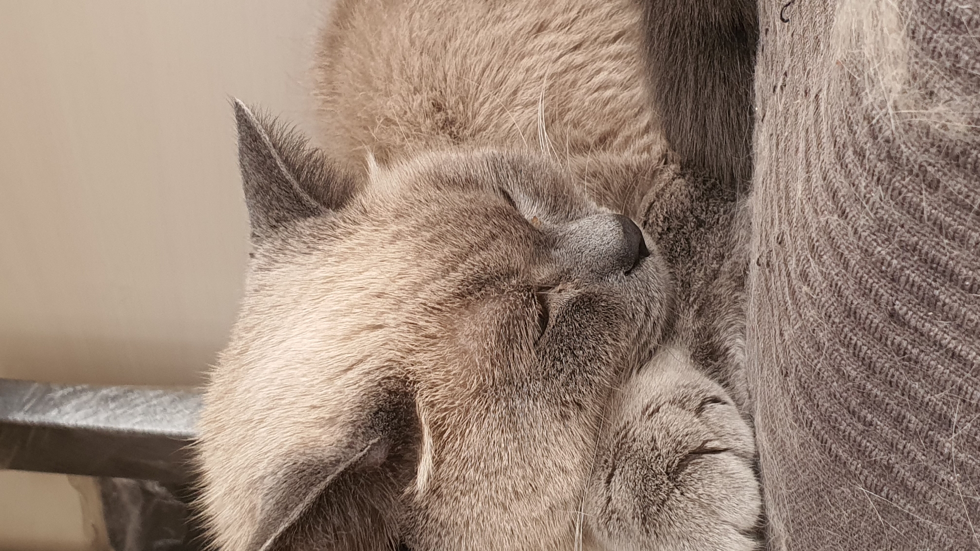 A close-up shot shows a domestic cat sleeping, its eyes closed. The cat has light brown fur with darker gray markings on its face and ears. Its paws are tucked underneath its head, and its tail is curled around its body. The cat is lying on a textured brown surface, possibly a blanket or cushion. The background is a plain, light brown color, suggesting an indoor setting. There are no people or other animals visible in the image. The scene is dimly lit, with soft shadows indicating natural light. The image does not contain any information that would allow for its localization to Krasnoyarsk, Russia, or any other specific geographical location.