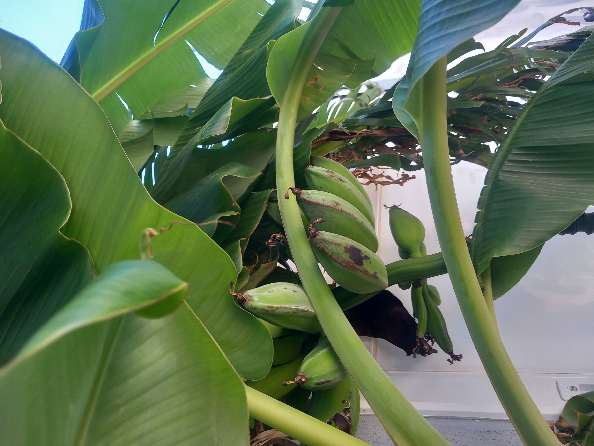 A cluster of unripe bananas hangs from a banana tree, predominantly green with brown splotches. The bananas are clustered in hands and are partially obscured by large, green banana leaves. The scene is outdoors, and the background consists of a light-colored wall and possibly the sky. The image appears to have been taken at an upward angle, looking into the canopy of the banana tree. The location is specified as Kos, Greece.
