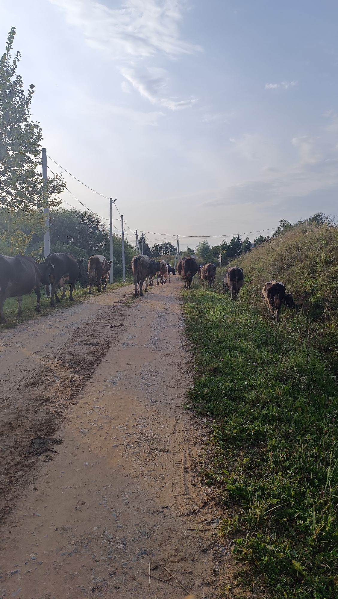 A herd of approximately twelve cows walks along a dirt road, heading away from the viewer and towards a gently rising grassy slope. The cows are varied in color, with some being dark brown or black, and others having white markings. The road is unpaved and shows tire tracks, indicating it is a rural path. To the left of the road, there is a line of trees and vegetation. Power lines are visible stretching across the scene, supported by utility poles. The sky is partly cloudy with a soft, diffused light, suggesting it is either early morning or late afternoon. The environment appears to be a countryside setting, consistent with a rural area like Karsha, Russia.