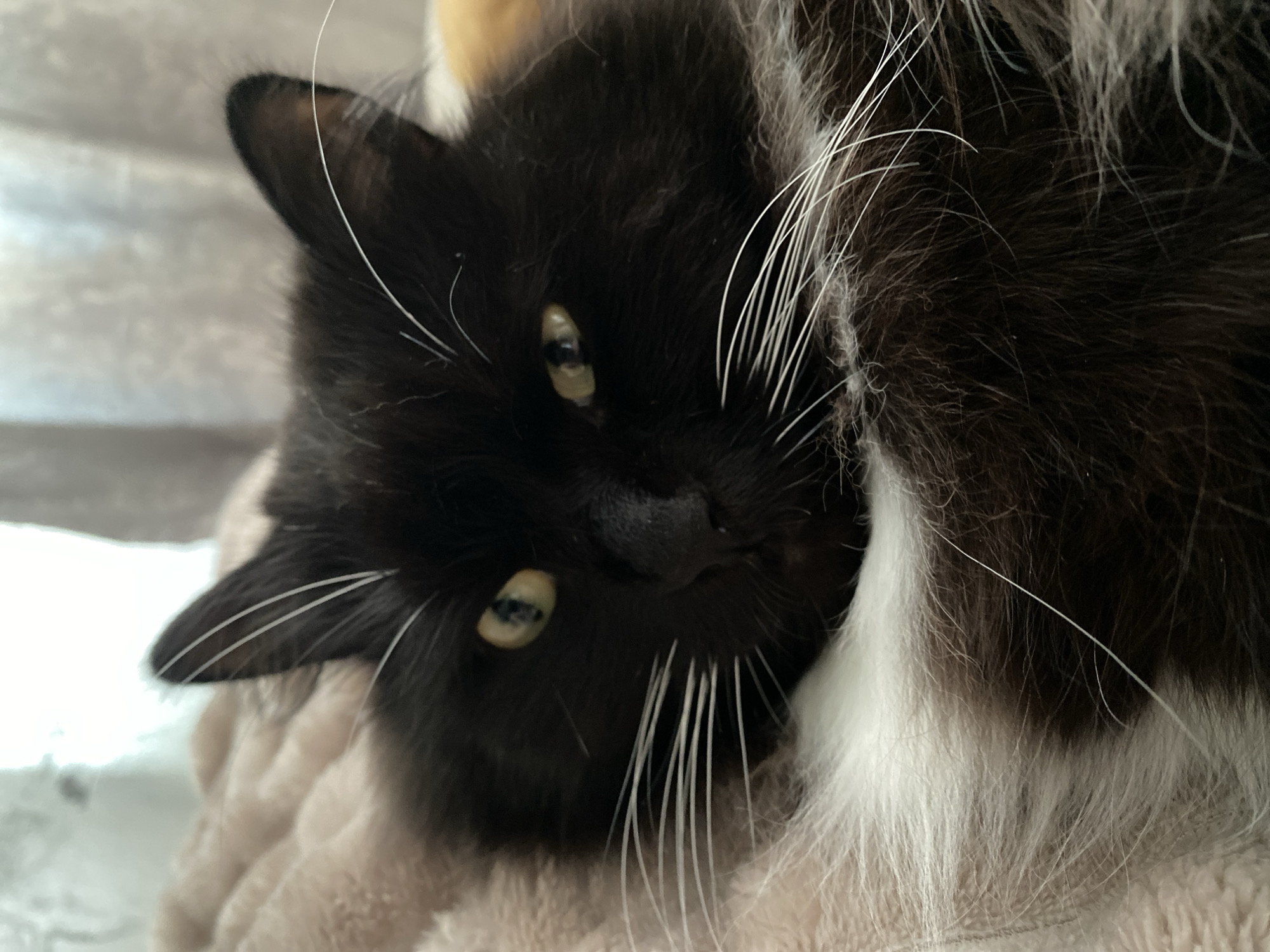 A close-up shot shows a black cat with long fur. The cat has green eyes and white whiskers. It is lying on a light pink, fuzzy blanket. The background is out of focus and appears to be a window with curtains.