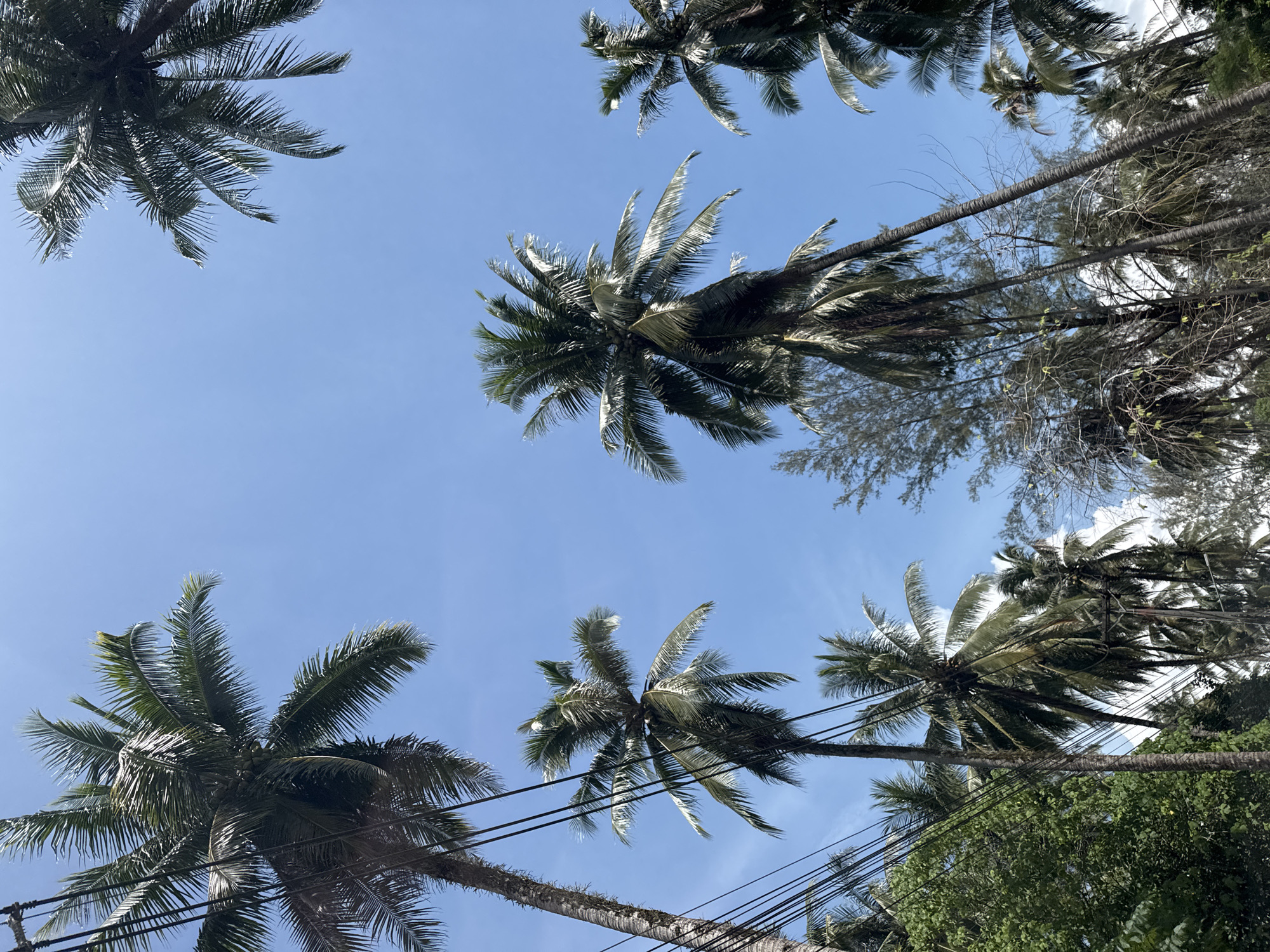 The image shows a low-angle view of several tall coconut palm trees against a clear blue sky. The trees are located in Ban Khuk Khak, Thailand. Some of the palm trees have their fronds silhouetted against the sky, while others are partially obscured by power lines and lush green foliage. The overall impression is one of a tropical environment, possibly a street or a roadside area, with evidence of human infrastructure (power lines) integrated into the natural landscape. There are no people or animals visible in the image.