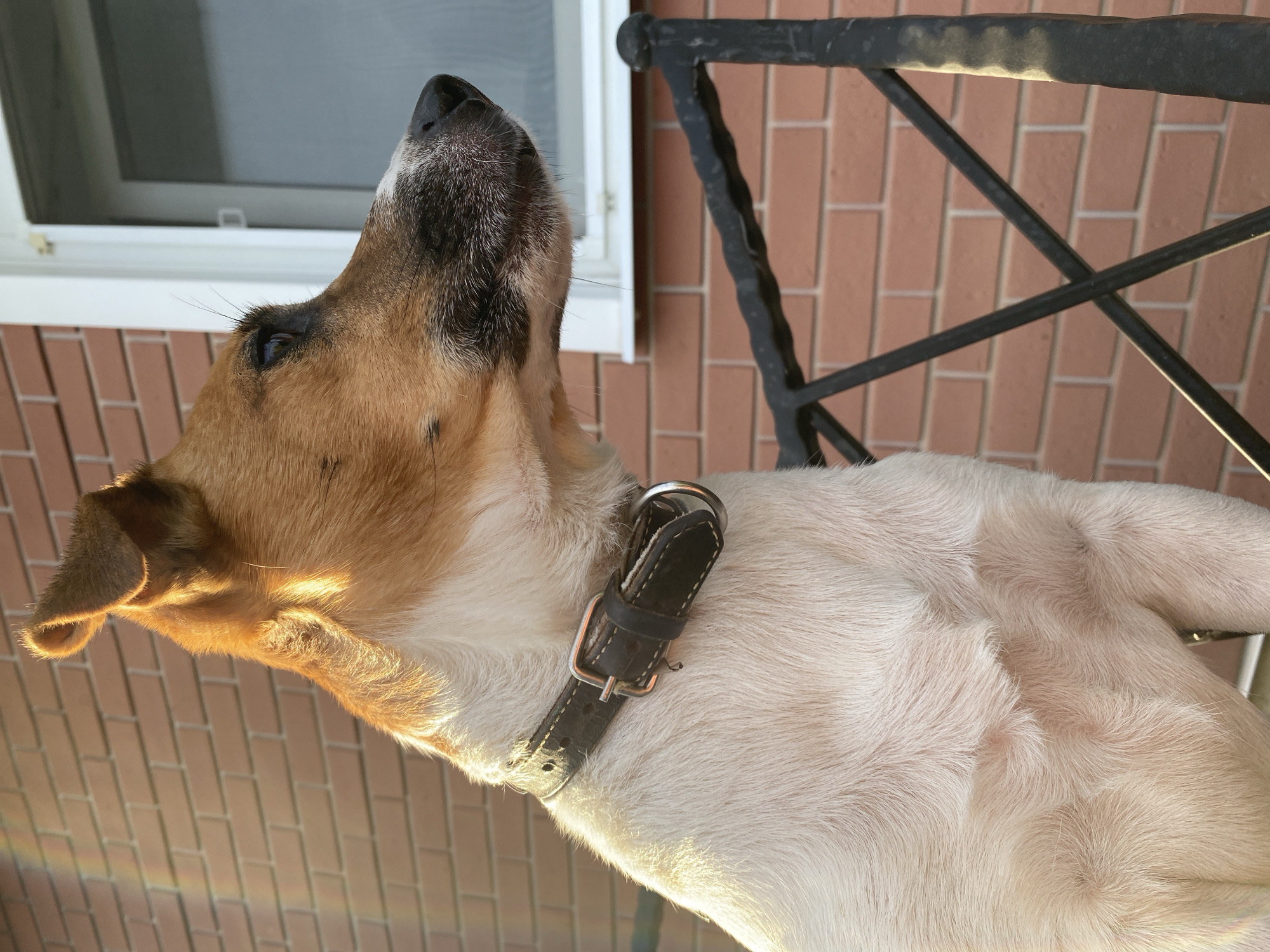 An adult Jack Russell Terrier dog is positioned outdoors, facing right in profile, with its head and upper body visible. The dog has white and tan fur and is wearing a dark leather collar. It is sitting on a black metal railing. The background consists of a brick wall and a white window frame. The scene appears to be illuminated by natural sunlight, casting a warm glow on the dog. The location is identified as Bol'shoe Zaborod'e, Russia.