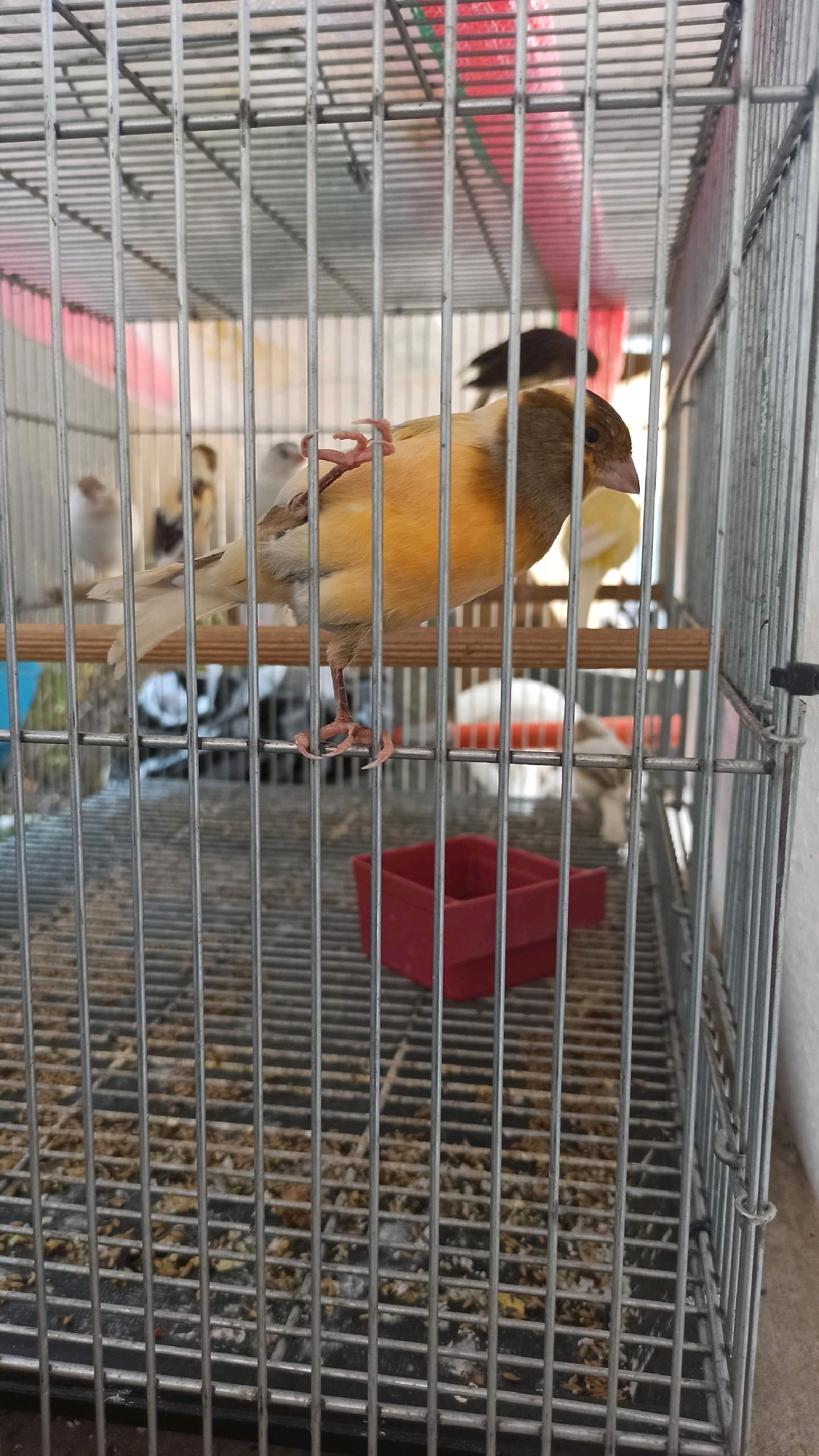 A canary bird with yellow and grey plumage is perched on a wooden dowel inside a metal cage. The bird's legs and feet are visible, gripping the dowel. In the background, other birds are partially visible, along with a red plastic container on the cage floor. The cage bottom appears to be covered with birdseed and debris. The scene is indoors, suggested by the presence of a white wall in the background. The image captures a moment of the bird within its enclosure. The location is identified as Ngumpul, Indonesia.