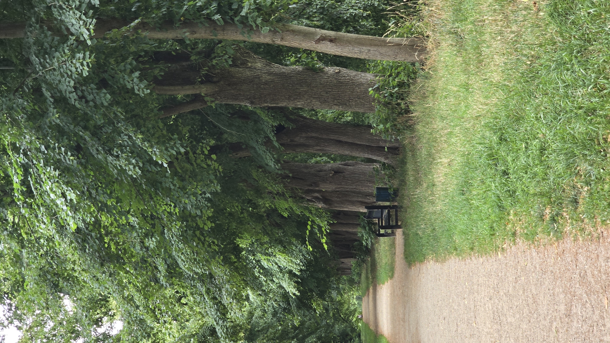 The image depicts a tree-lined path in a park, likely within the city of 's-Heerenberg, Netherlands. The path, made of gravel, extends into the distance on the left side of the frame. On the right side, a row of mature trees with thick, textured trunks forms a dense canopy overhead, casting shadows on the overgrown grass. A dark-colored park bench is situated beside the path, accompanied by a cylindrical waste bin. The overall scene is one of natural tranquility, with lush greenery dominating the landscape. No individuals are visible in the immediate vicinity, though a small figure can be seen in the far distance along the path, suggesting the park is accessible to the public. The lighting indicates it is daytime, possibly overcast, as there are no strong highlights.