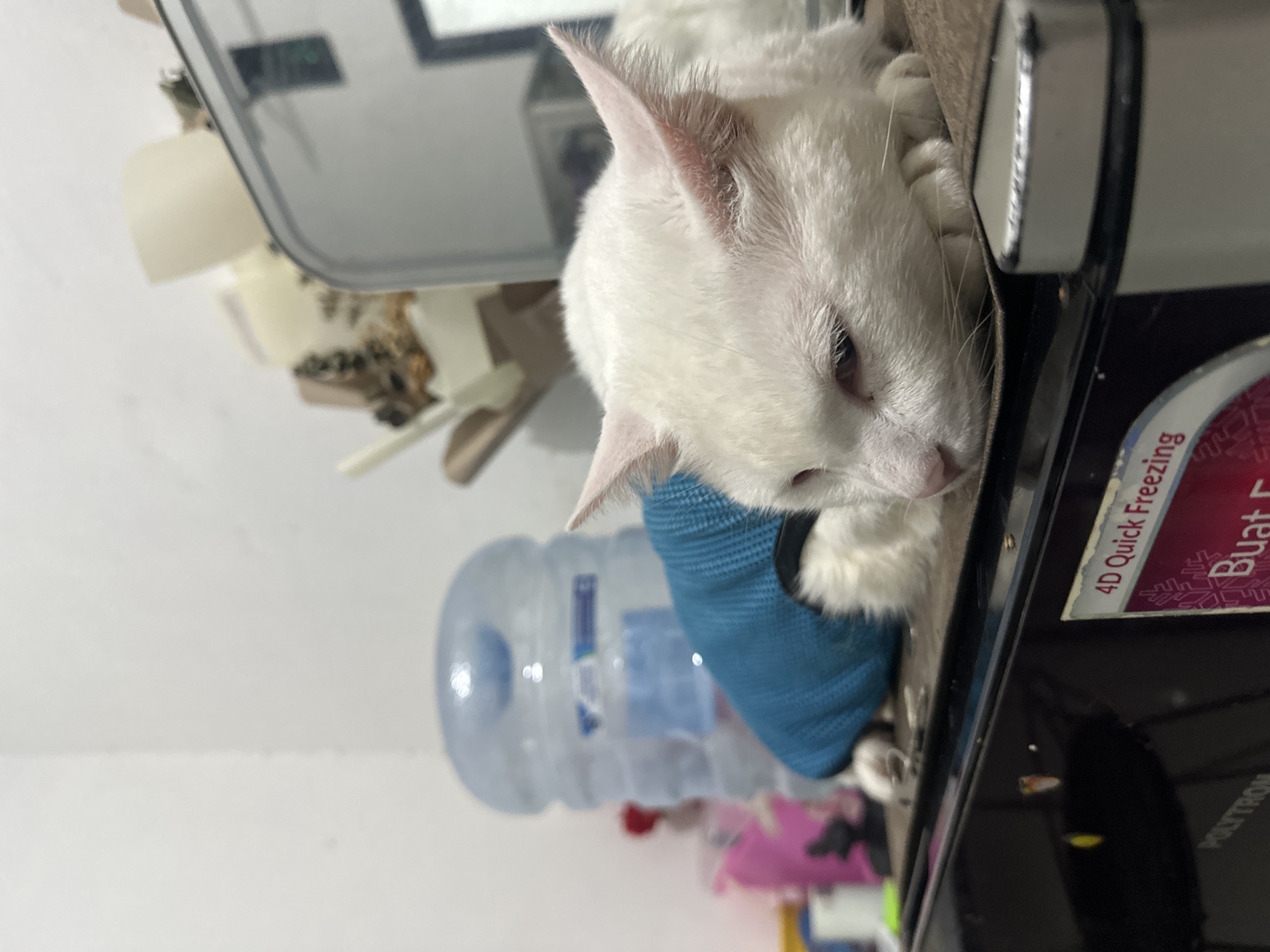 A white cat wearing a blue vest rests on a black refrigerator. The refrigerator bears a sticker with the text "4D Quick Freezing" and "Buat", alongside the brand "POLYTRON". A bottle of water and other miscellaneous objects are visible near the refrigerator. The photo was likely taken indoors, possibly in a home in North Jakarta, Indonesia.