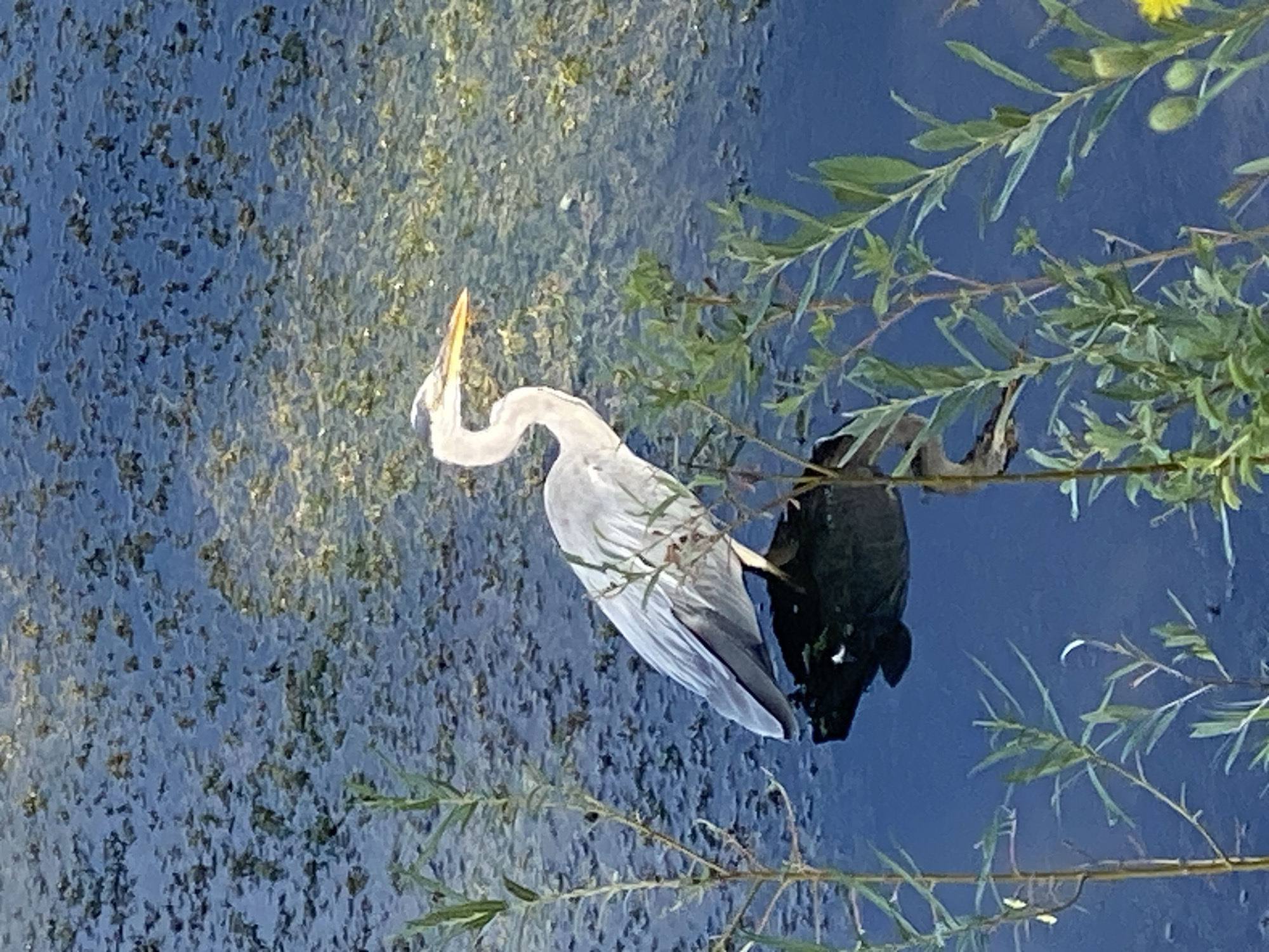A grey heron stands in shallow, dark blue water covered with patches of green algae or aquatic plants. The heron is facing to the right, with its long, yellow beak slightly open. Its body is mostly grey, with some lighter grey and white on its neck and chest. The bird is reflected in the water below it. Green plants with thin stems and leaves are visible in the foreground, partially obscuring the heron and the water. The background is a continuation of the algae-covered water. The scene appears to be a natural outdoor environment.