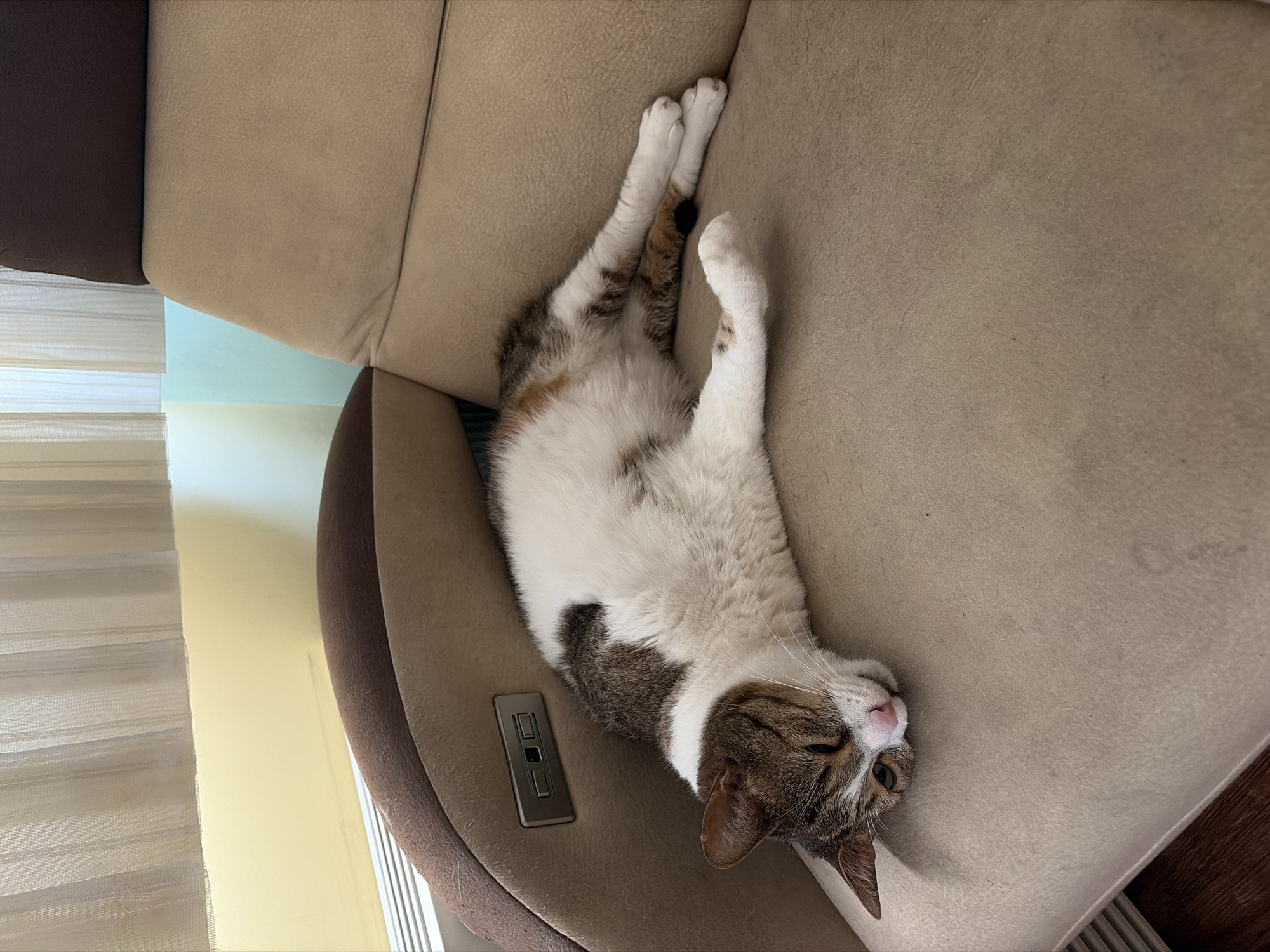 A domestic shorthair cat is lying on a beige recliner. The cat is mostly white with brown and grey tabby markings on its head, back, and tail. Its eyes are closed, and its head is resting on the armrest of the chair. The cat's legs are stretched out in front of it. The recliner is positioned in front of a window with sheer white curtains. Behind the recliner, a light blue wall is visible. To the left of the recliner, a white radiator is partially visible. A light switch panel is mounted on the side of the recliner's armrest. The lighting in the scene suggests it is daytime.
