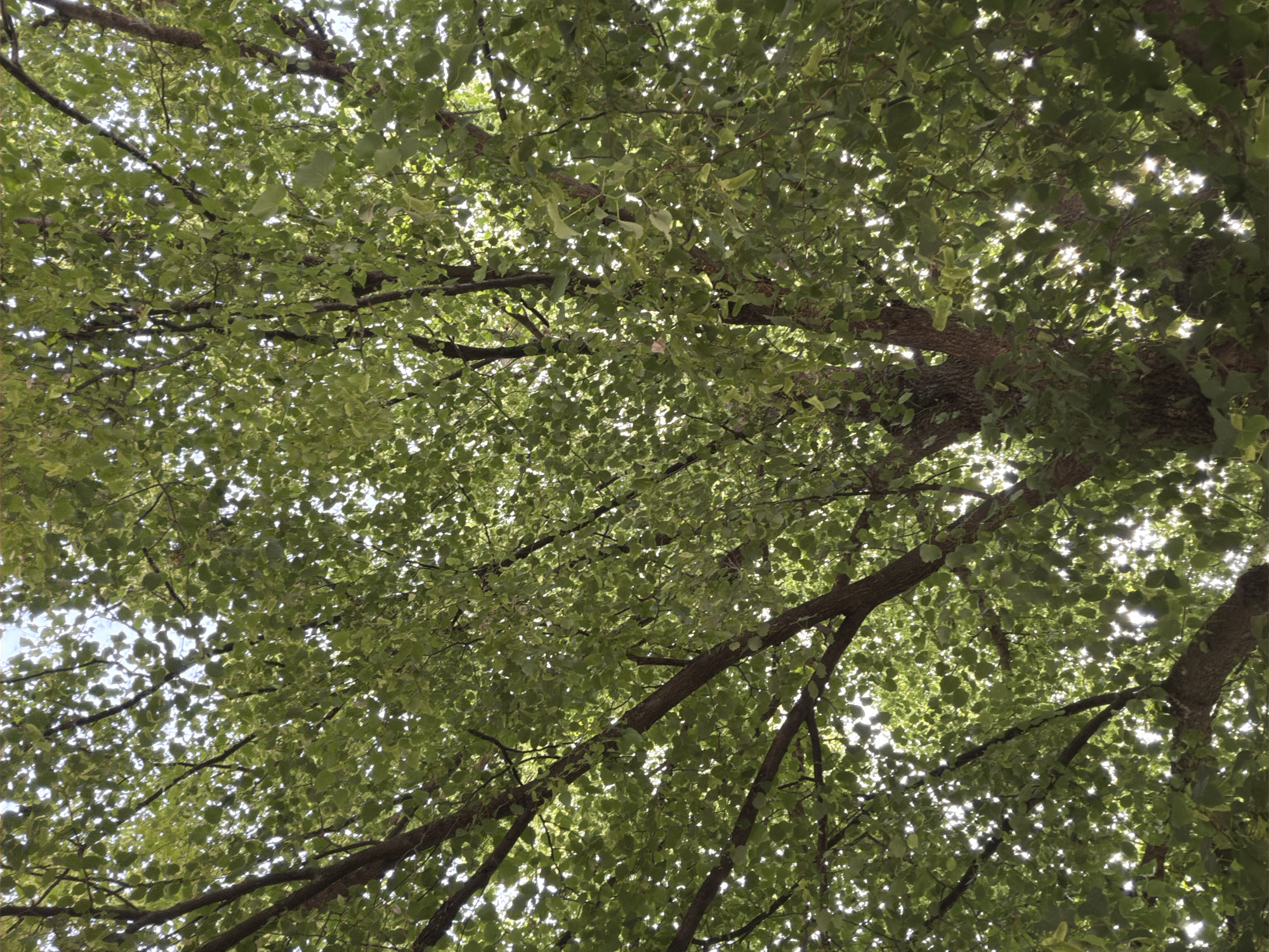 The image is a ground-level perspective shot looking up into the canopy of a tree. The leaves are predominantly green, and the branches are brown and extend across the frame. Light from above filters through the leaves, creating bright spots against the darker foliage. Small patches of sky are visible between the leaves. No people are visible in the image. There is no indication in the image that it is located in Dolna Mitropolia, Bulgaria.