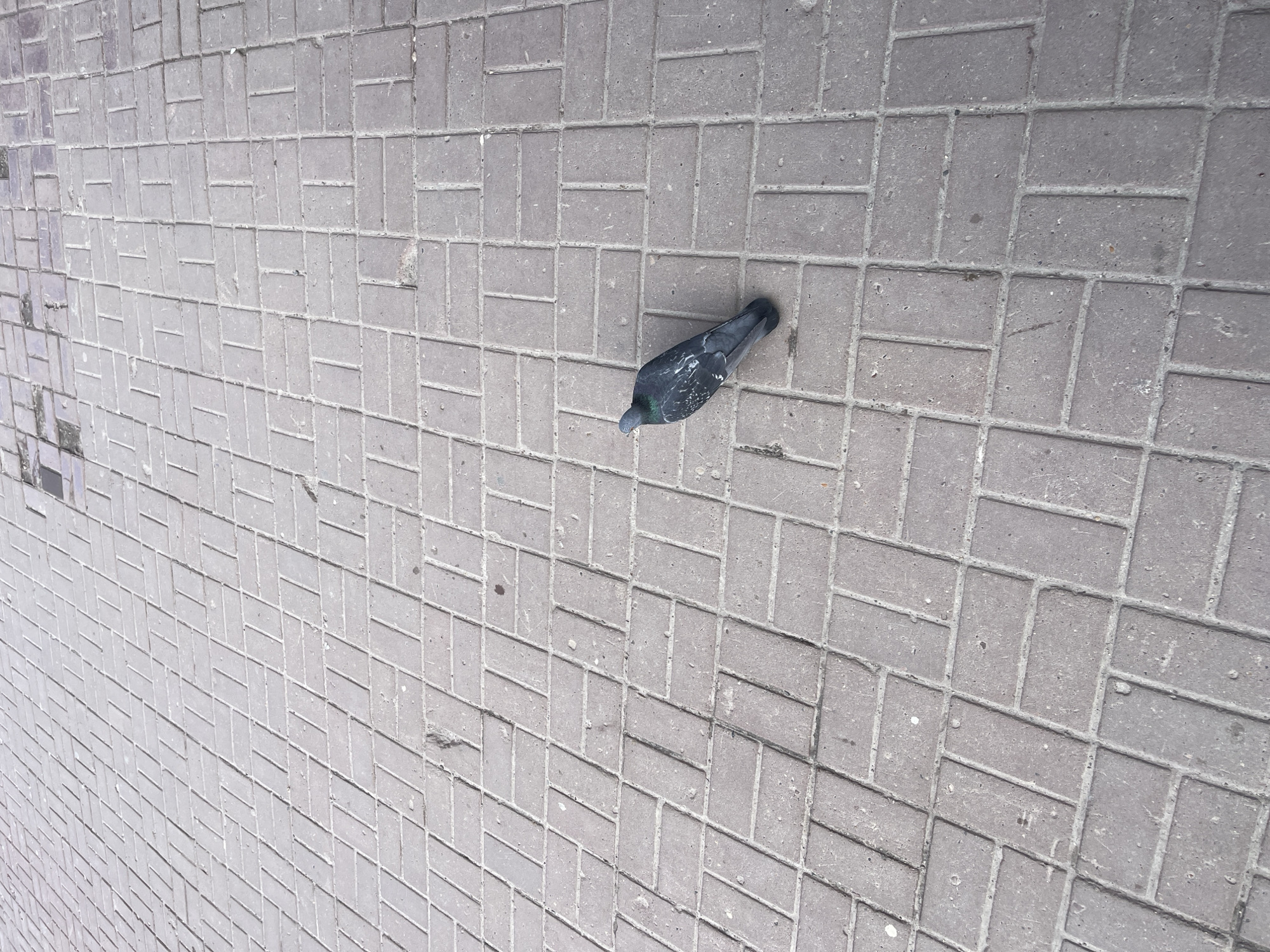 A single pigeon stands on a gray paved surface, likely a sidewalk or urban square in Ulyanovsk, Russia. The pigeon, dark gray with subtle iridescent green on its neck and white markings on its wings, is positioned towards the upper right of the frame, facing downwards. The ground is covered in rectangular concrete paving stones, arranged in a repeating, interlocking pattern that combines elements of herringbone and basketweave designs. The paving shows signs of wear, with minor cracks, chips, and some accumulated dust or debris. The lighting indicates it is daytime, with even, diffused light suggesting an overcast sky or open shade, as no strong shadows are cast. The image is taken from an overhead perspective, angled downwards. No specific activity is clearly depicted beyond the pigeon's stationary posture, and no visible text is present.