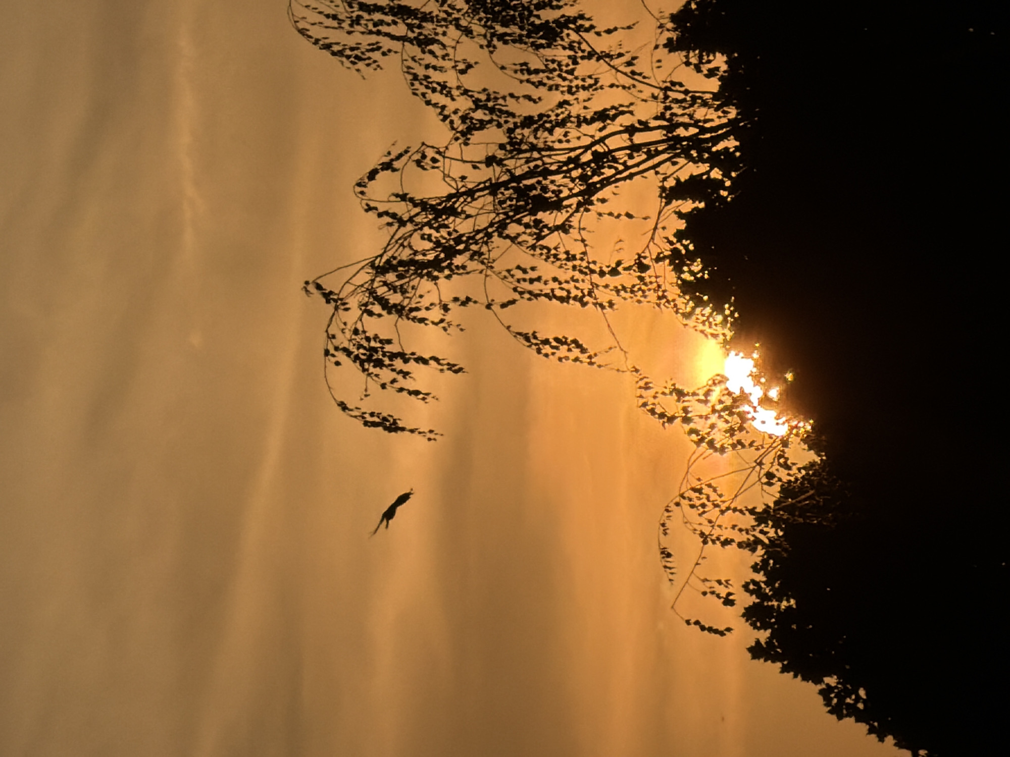 A silhouette of trees and a bird in flight against an orange sky at sunset is depicted. The image is taken from a ground-level perspective, looking upwards towards the sky. The sun is low on the horizon, casting a warm orange glow. The trees are silhouetted against the sky, with their branches reaching upwards. A bird is seen flying in the sky, with its wings outstretched. The overall impression is one of peace and tranquility. The location is in the city of Esch-sur-Alzette, Luxembourg.