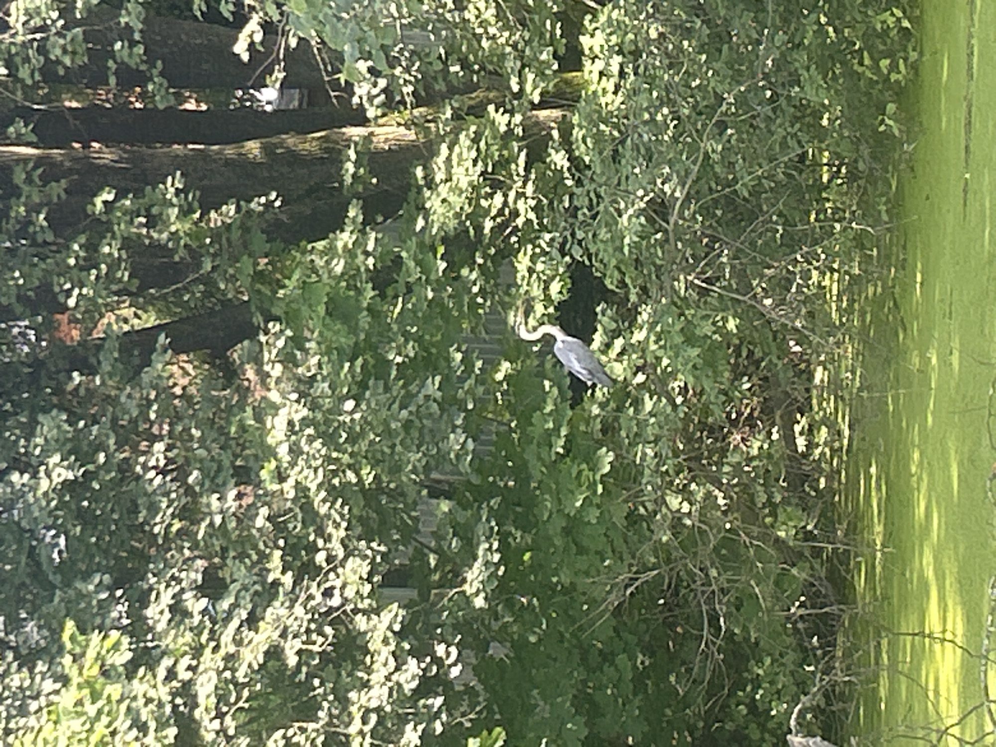 A grey heron stands on a branch in front of a dense green forest. The heron is facing left with its neck curved. In the foreground, a green, algae-covered body of water reflects the sunlight. The scene is likely in a natural setting, potentially a park or wetlands area, within or near the city of Khokhryaki, Russia, given the provided context. The lighting suggests it is daytime, possibly morning or afternoon, with sunlight filtering through the leaves.