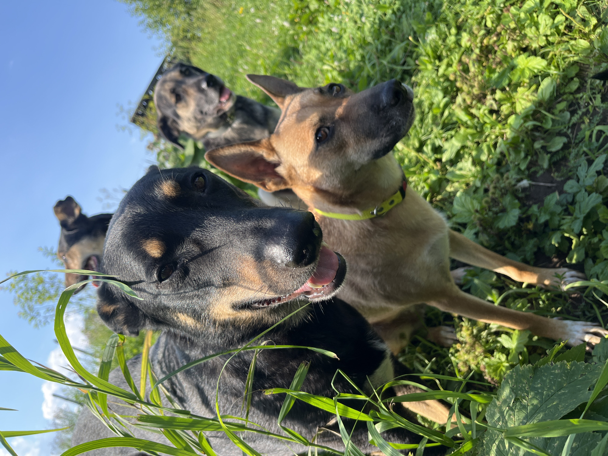 In Nizhny Tagil, Russia, an outdoor scene unfolds in a grassy area under a clear blue sky. Four dogs are visible, their fur a mix of black, tan, and brown. The closest dog, a tan one with pointy ears and a yellow collar, is in sharp focus, its head turned to the right. Partially obscuring it and in the foreground is a large black and tan dog, its head also angled towards the right. Behind these two, another black and tan dog is partially visible, and further back, a fourth dog with similar coloring is mostly out of focus. The dogs appear to be in a natural setting with lush green grass and some vegetation, suggesting a park, field, or backyard. The lighting indicates it is daytime, likely sunny.
