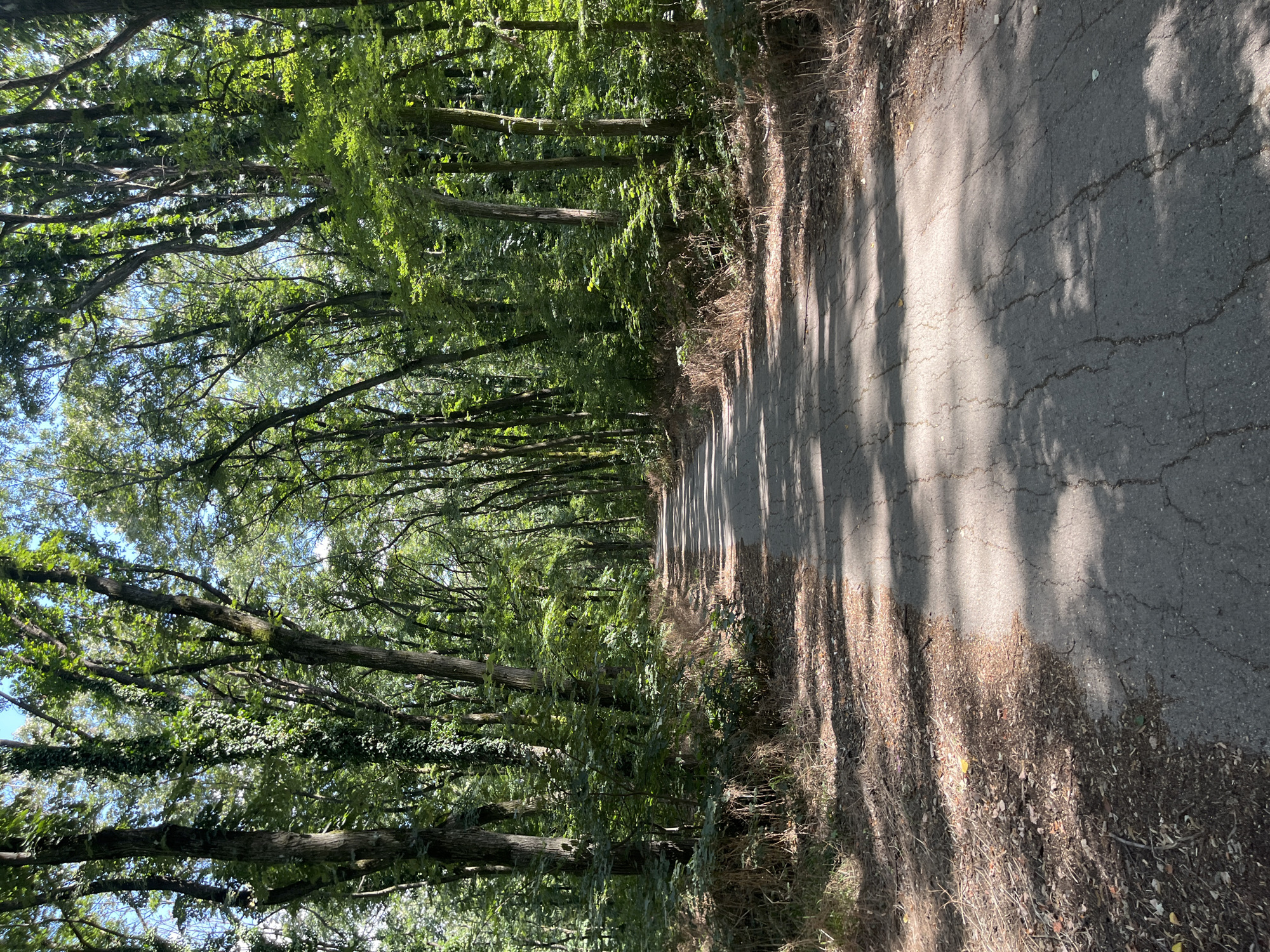 The image depicts a paved pathway winding through a dense forest. The path is cracked and worn, with dry leaves and debris scattered along its edges. Tall trees with lush green canopies line both sides of the pathway, their branches creating a dappled shadow effect on the ground. Sunlight filters through the leaves, illuminating parts of the path and the forest floor. The environment appears natural and untamed. Based on the context provided, this scene is located in the city of Nikolovo, Bulgaria. There are no people or animals visible in the image.