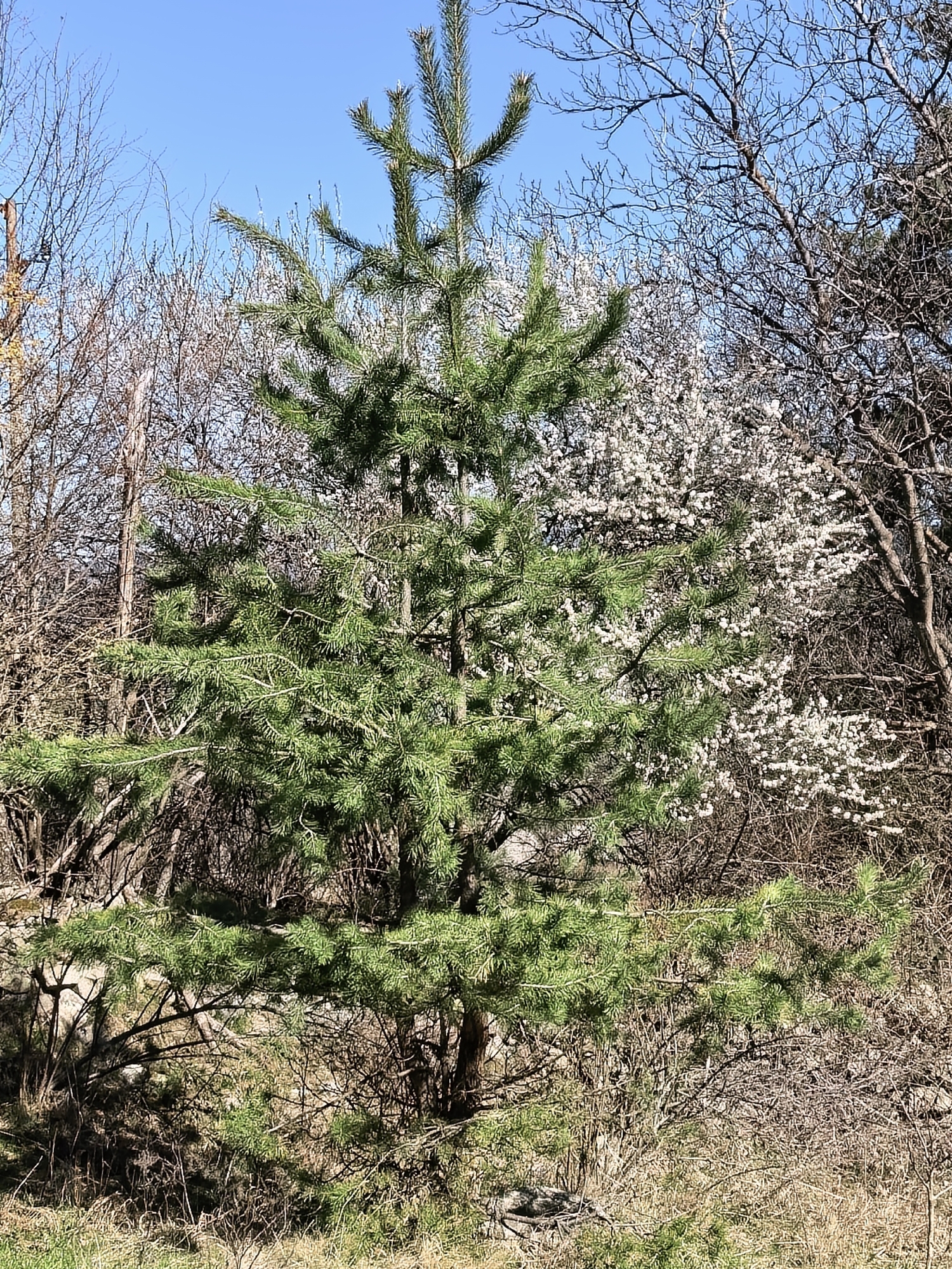 The image depicts a young, green pine tree in an outdoor setting. The tree is located amidst other vegetation, including flowering trees and bare branches. The sky is blue. The location is in a wooded area in the city of Unknown, Unknown.