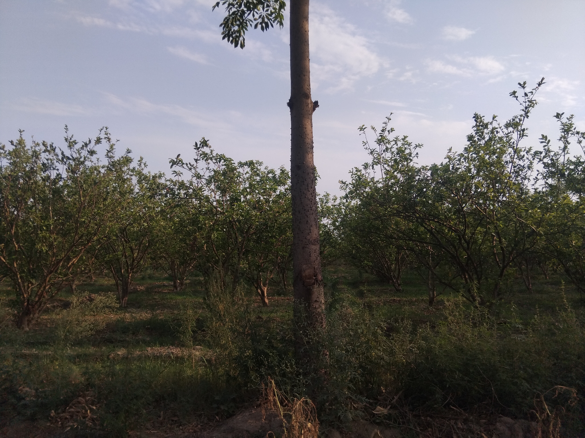 The image depicts an outdoor scene in the city of Haveli Jhangranwali, Pakistan. In the foreground, a tall, rough-barked tree stands prominently. Behind it, a grove of fruit trees, likely citrus, is visible, with their branches laden with foliage and some bearing small fruits. The ground is covered with grass and dry vegetation, suggesting a rural or agricultural setting. The sky is partly cloudy, with wispy white clouds against a light blue backdrop, indicating fair weather. The lighting suggests it is either early morning or late afternoon. There are no people or animals visible in the frame. The overall impression is one of a tranquil orchard.