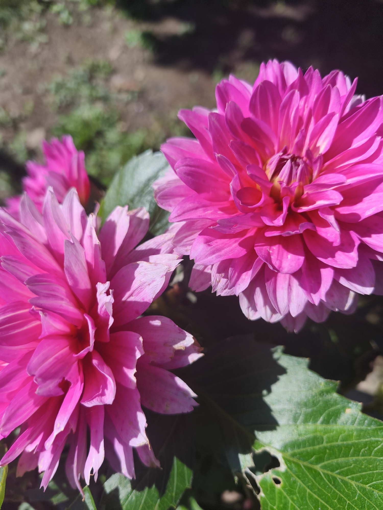Two vibrant pink dahlia flowers are the main subjects of this image. The flower in the foreground on the left is slightly out of focus, while the one on the right is in sharp focus, revealing intricate petal details and a hint of yellow at its center. Partially visible behind these, another pink dahlia bud or flower can be seen. Lush green leaves with some minor damage, such as small holes, are present in the lower right portion of the frame. The background is a blur of soft greens and browns, suggesting an outdoor garden setting. The lighting indicates a sunny day, casting shadows on the petals and leaves. This scene is likely a close-up shot of flowers in a garden in Nevinnomyssk, Russia.