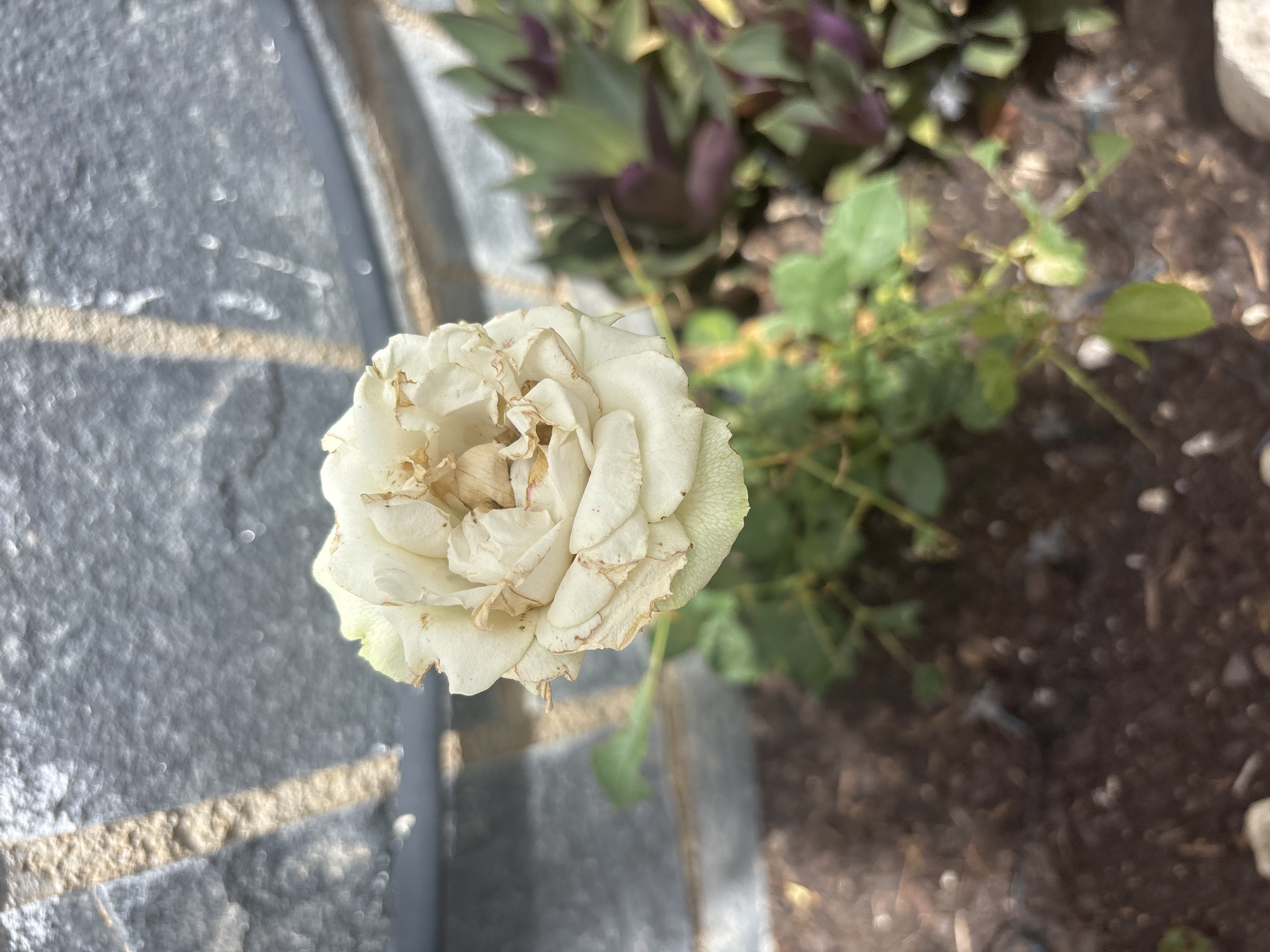 A close-up, high-angle shot shows a partially wilted white rose bloom in the foreground. The rose has delicate, layered petals with some browning and drying at the edges. Behind the rose, blurred green foliage and dark soil are visible. To the left of the rose, a textured gray stone surface with a lighter-colored horizontal stripe runs along its edge, suggesting a wall or pathway. The lighting indicates it is daytime, likely sunny, with some dappled light and reflections on the stone. The overall scene appears to be an outdoor garden setting in Orihuela, Spain, with no people or text present.