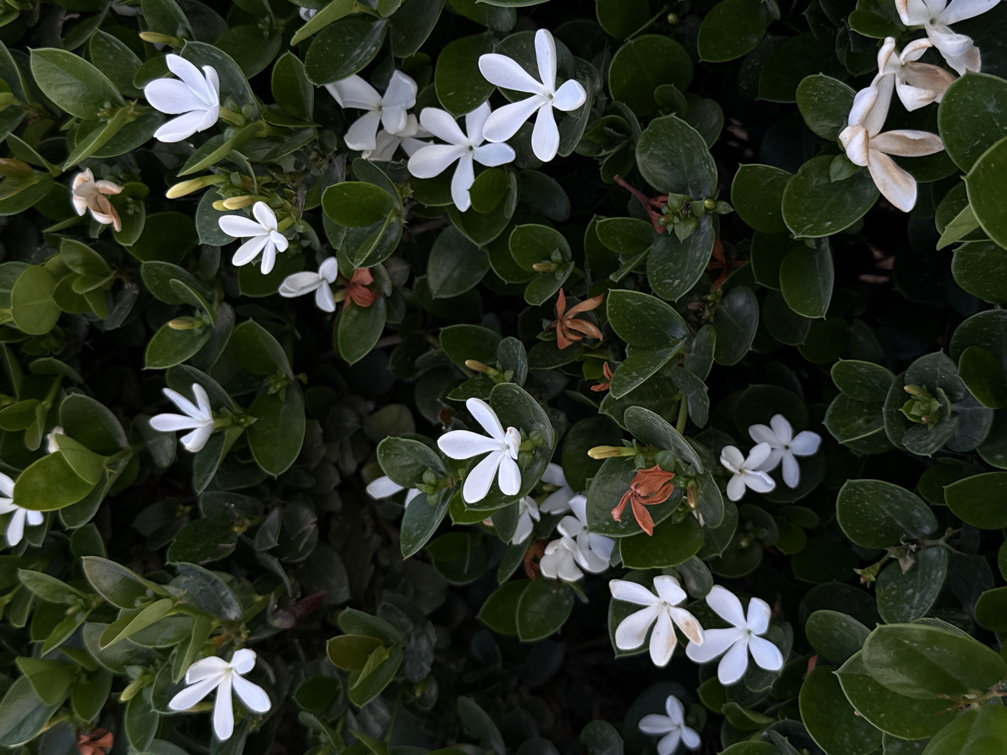 A close-up, high-angle shot captures a dense bush covered in small, white flowers and dark green leaves. The flowers are star-shaped, typically displaying five to six petals, and appear fresh and vibrant in various stages of bloom. Some faded flowers with creamy or brownish tints are also visible among the foliage. The leaves are ovate, smooth, and a rich, deep green, forming a thick, verdant backdrop. The overall lighting is soft and diffused, without harsh shadows, suggesting an overcast day, early morning, or late afternoon light. Several unopened buds are interspersed within the dense foliage. The image highlights the natural beauty and intricate details of the plant. No activity is taking place, and no text is visible within the frame. The scene evokes a sense of calm and natural freshness. The location context for this image is Petah Tikva, Israel.