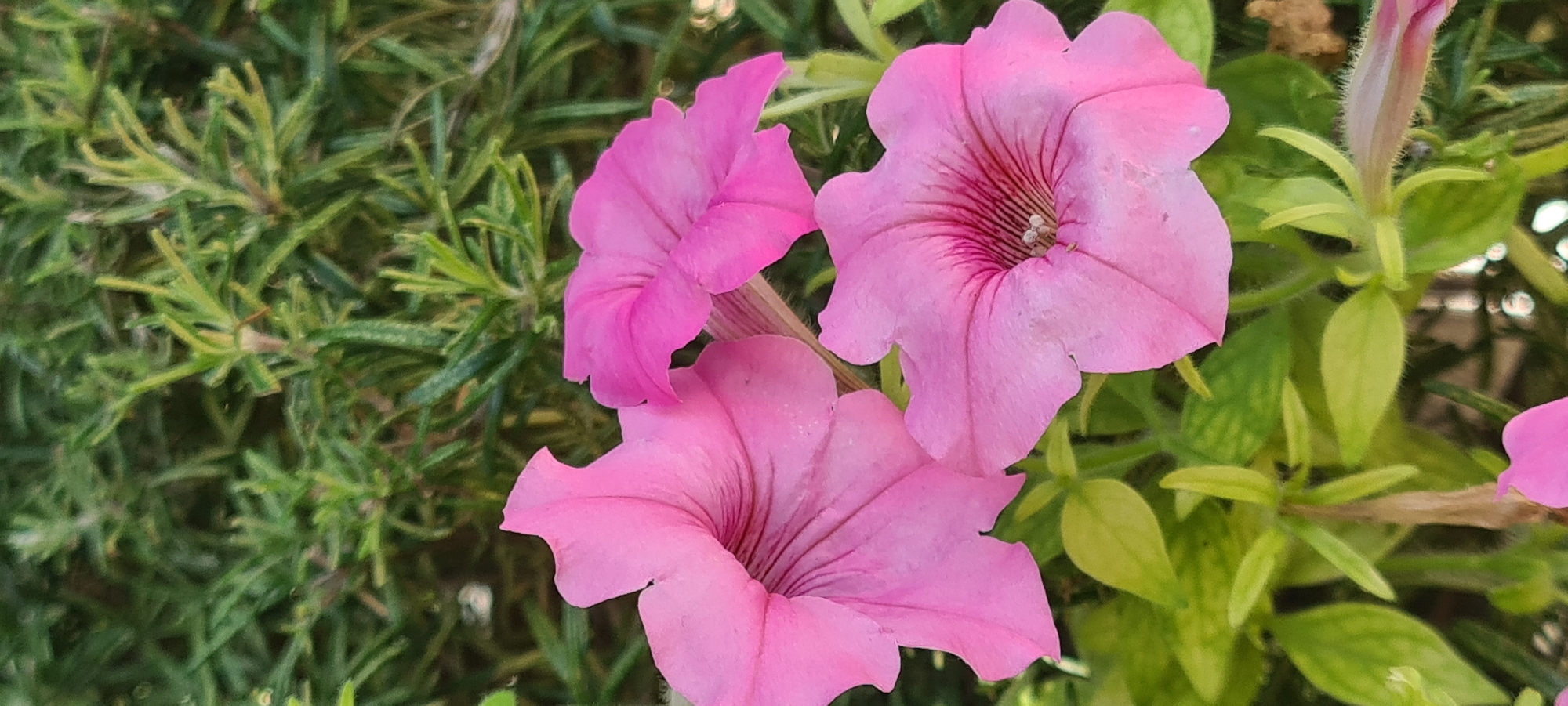 This is a close-up, horizontal, outdoor photograph featuring three vibrant pink petunias in full bloom. The flowers are the primary subjects, with their trumpet-shaped petals and darker pink veins radiating from the center. The texture of the petals appears delicate and slightly ruffled.
The flowers are set against a blurred background of lush green foliage, likely from other plants in the garden or surrounding greenery. To the left, there is a dense arrangement of thin, needle-like green leaves, possibly rosemary or a similar herb, providing a contrast in texture to the soft petals of the petunias. To the right, the green leaves are broader and lighter in color, suggesting different plant species.
The lighting suggests it is daytime, with sunlight illuminating the flowers and creating subtle shadows. There are no people visible in the image, and no specific activity is taking place other than the natural growth and blooming of the flowers. The overall mood is peaceful and natural, highlighting the beauty of the flowers.
The location context of Aiello del Friuli / Dael, Italy, implies a setting that is likely a garden or park in a temperate climate, suitable for growing these types of flowers. No visible text is present in the image. The focus is entirely on the floral subject matter and its natural surroundings.
