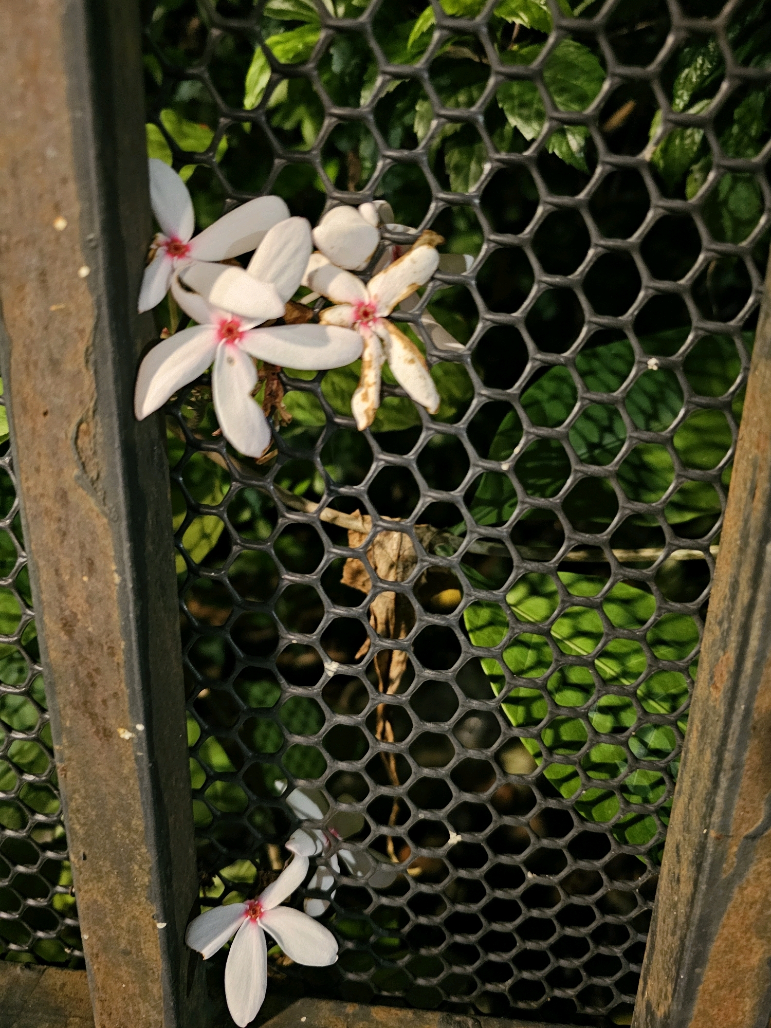 The image shows white flowers with pink centers in front of a black hexagonal mesh fence. The flowers are clustered near the top left and there is a single flower near the bottom left. Behind the fence, green leaves are visible. There are two vertical metal bars on either side of the image, one on the left and one on the right, which appear to be part of a gate or fence structure. The lighting suggests it is daytime, with shadows cast by the mesh onto the leaves. The scene is an outdoor environment, likely a garden or park. There are no people or animals visible. The specific location in Bangkok, Thailand cannot be determined from the image alone.