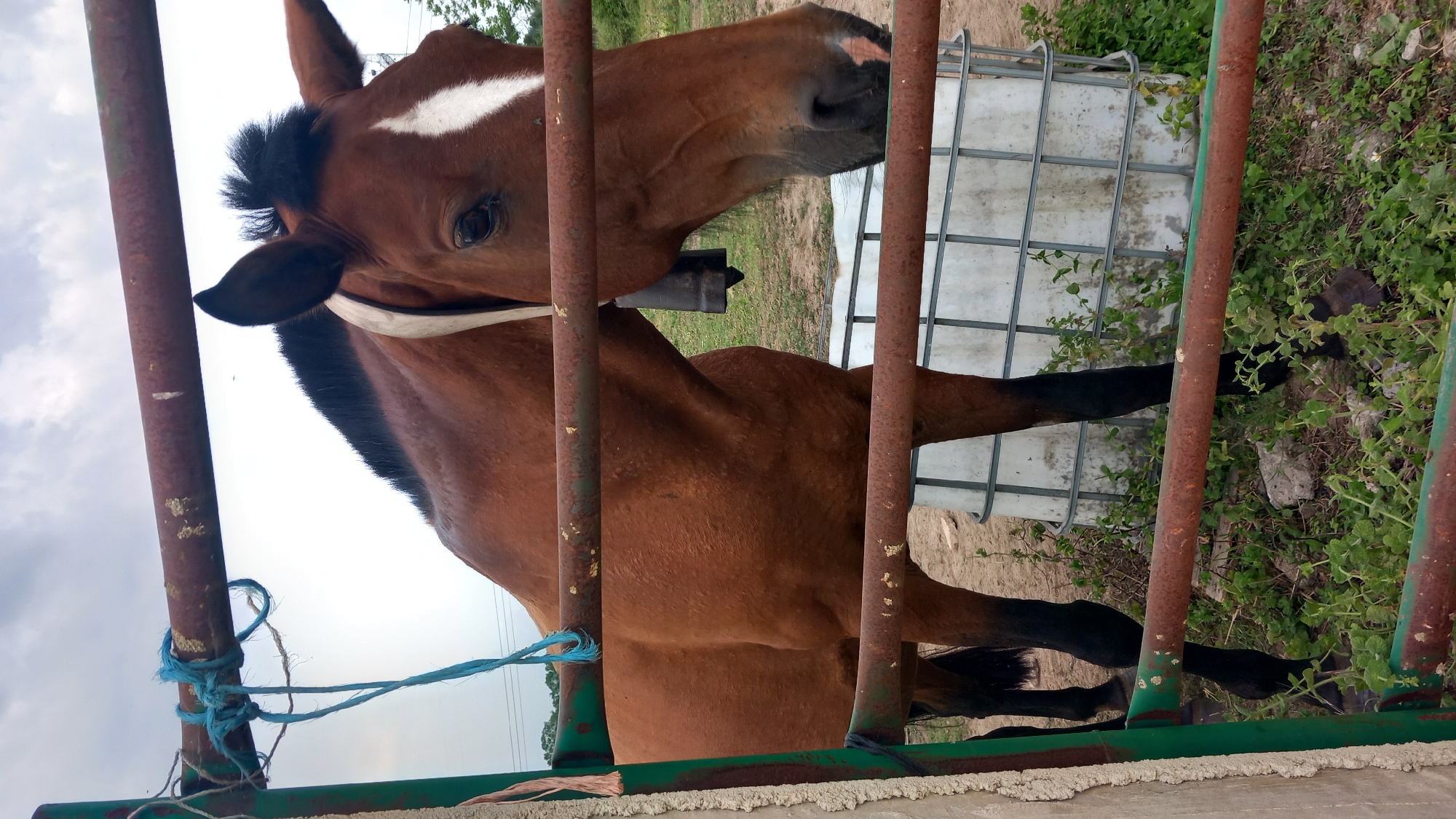 This is a low-angle, portrait-oriented photograph of a brown horse standing behind a rustic metal fence. The horse's head is turned towards the camera, and it has a white blaze on its forehead. Its mane is black and short. A white strap or halter is visible around its neck. The horse is positioned in an outdoor setting, with green foliage and dry ground visible in the background. A large white, grid-patterned tank or container is also in the background. The fence is made of rusty metal bars, with some green paint visible on the bottom horizontal bar. A blue rope is tied to one of the fence posts. The sky above is overcast. The lighting suggests it is daytime, possibly late afternoon given the shadows. The scene appears to be a stable or paddock. There is no visible text.