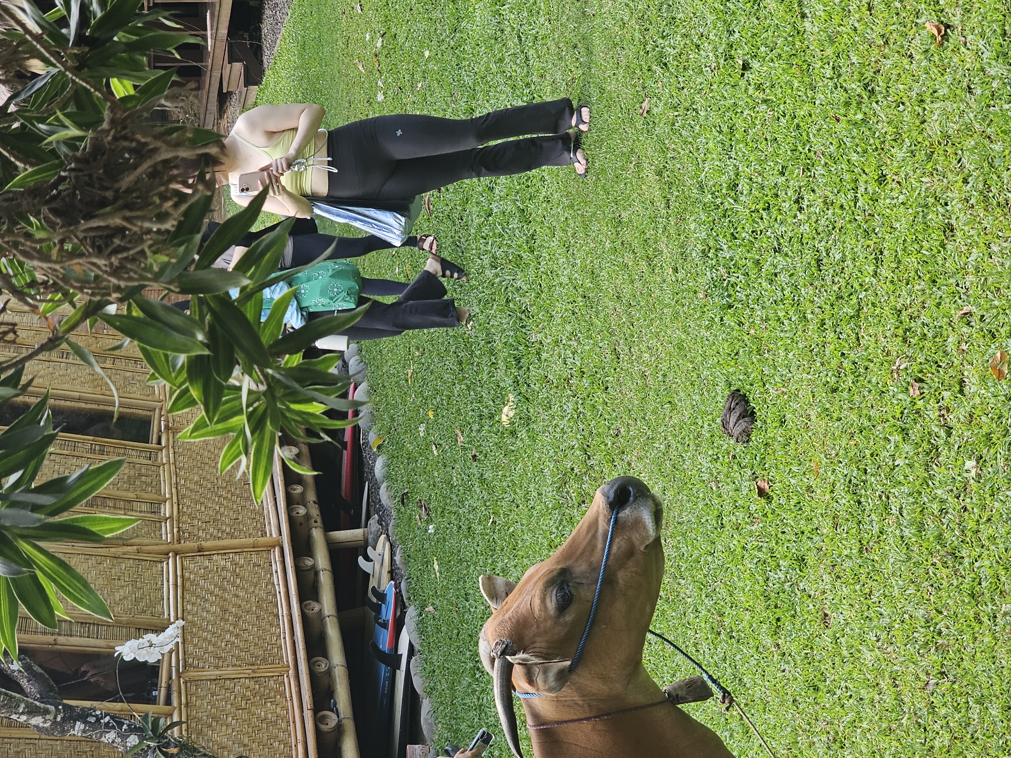 The image shows a cow standing on a grassy field in Denpasar, Indonesia. A dung pile sits on the grass behind the animal. Two people stand behind the cow, dressed in exercise clothes. A woven bamboo structure is to the left of the frame, along with various sporting equipment. The sky is not visible in the image.