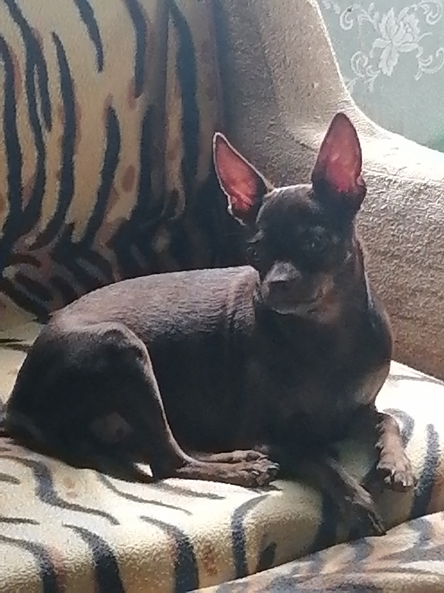 A small, dark-colored dog with large, erect ears is lying down on a patterned cushion. The cushion has a black and tan tiger stripe design. The dog is facing to the right, with its head slightly turned towards the viewer. The background appears to be a sofa with a patterned fabric. The lighting suggests an indoor setting, possibly a living room. The dog's fur is short and appears to be a dark brown or black color. Its paws are visible and appear to be dark. The dog's expression is relaxed. The image does not contain any information or context to determine its location within Novopokrovka, Russia.