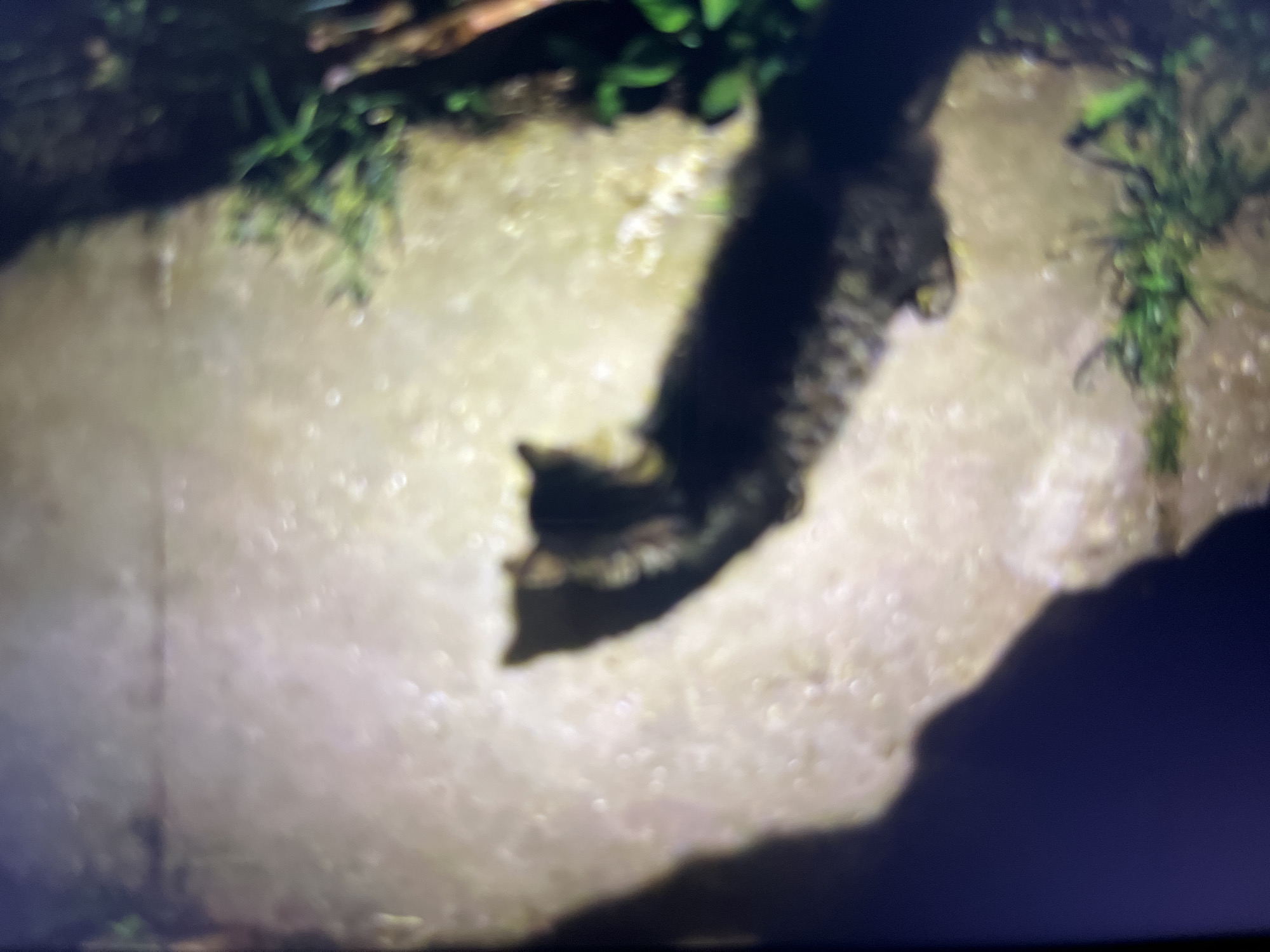 The image depicts a blurry, low-light scene on a paved surface, possibly a walkway or path, in Bukuru, Nigeria. A shadowy figure of a cat is visible in the center, casting a long shadow to the left. Green foliage is present on the right side of the frame. The ground appears to be illuminated by an external light source, creating bright spots and areas of shadow. No humans are visible in the image.
