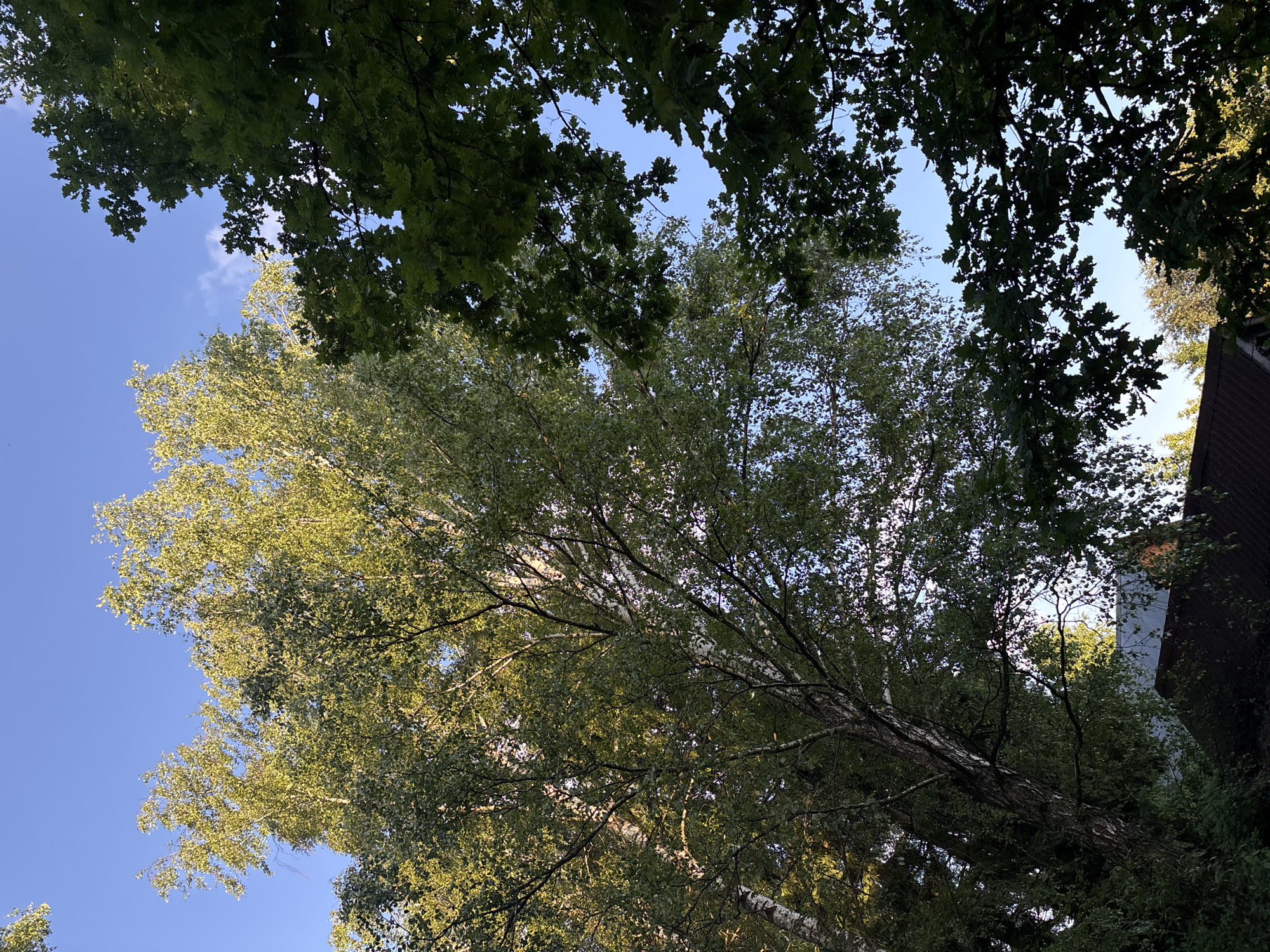 This media file shows a view looking up into the canopy of several trees against a clear blue sky with a few wispy clouds. The perspective is from below, emphasizing the scale and density of the foliage. In the foreground and extending diagonally upwards, a large birch tree with its characteristic white, peeling bark is prominent. Its branches are laden with green leaves, some of which are illuminated by sunlight, creating a dappled effect.
To the left and upper right of the frame, darker green leaves of another type of tree, possibly oak due to the leaf shape visible in some areas, form a dense canopy. These leaves appear more shadowed, contrasting with the brighter foliage of the birch.
In the far right of the image, a portion of a building with a dark, reddish-brown roof and a light-colored wall is visible, suggesting an urban or suburban setting. The overall scene evokes a feeling of peacefulness and the natural beauty of a summer day. The bright sky and the lush greenery indicate it is daytime, likely late morning or afternoon, with fair weather. There is no visible text in the image.