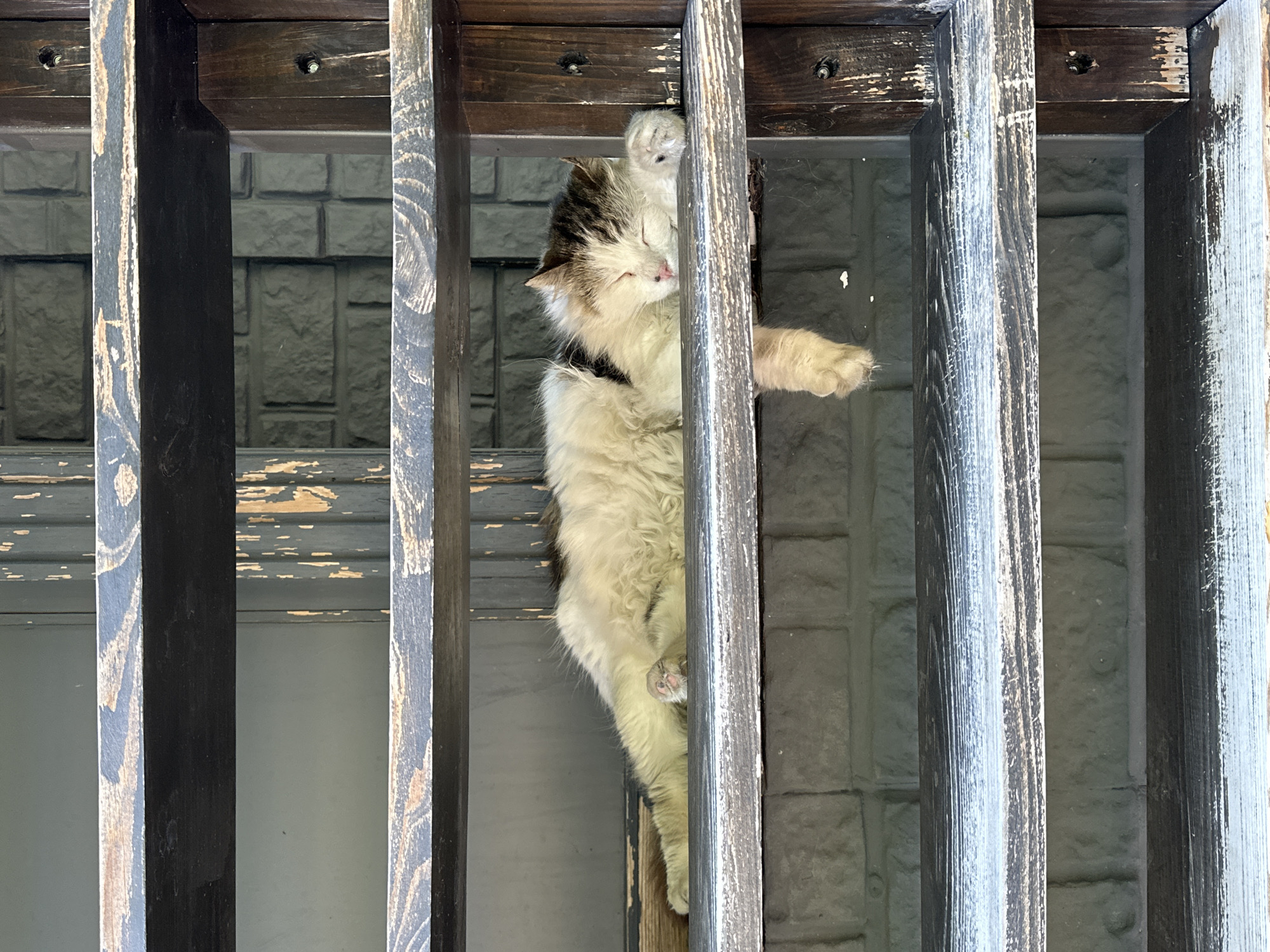 A long-haired calico cat is sleeping on a wooden shelf. The cat is lying on its side with its eyes closed and its paws tucked in. One of its hind legs is hanging over the edge of the shelf. The shelf is dark brown with a distressed finish. In the background, a light grey brick wall is visible. The scene appears to be outdoors, possibly on a porch or balcony.